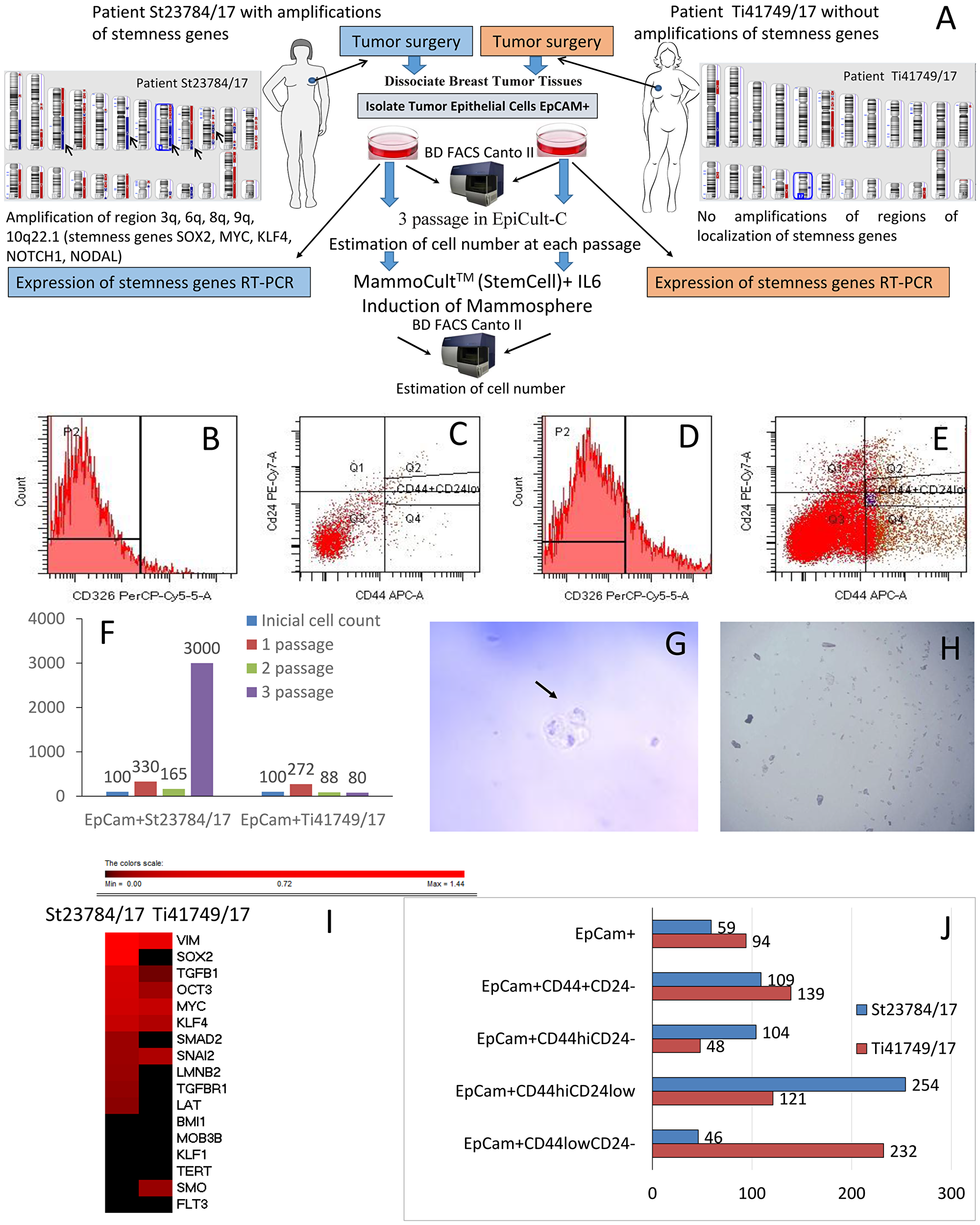 The significance of stemness gene amplifications for stem-like cancer cell activity