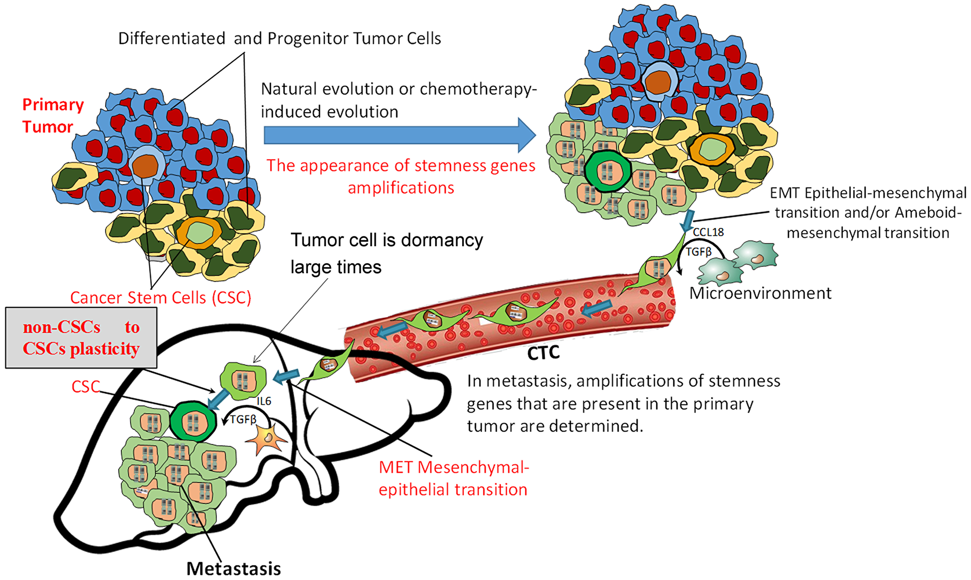 Metastasis scheme indicating the place of non-CSC to CSC plasticity in the metastatic cascade