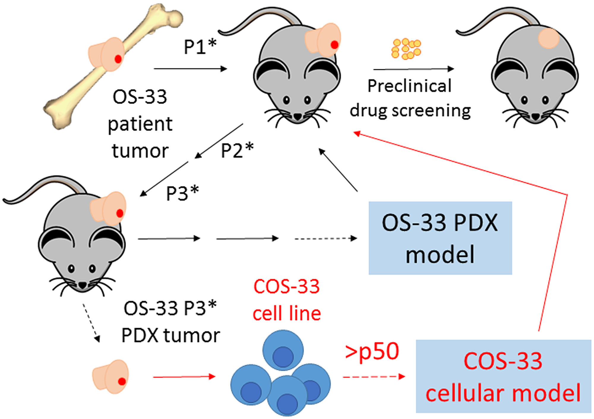Schematic diagram summarizing how our novel cell line, COS-33, was established