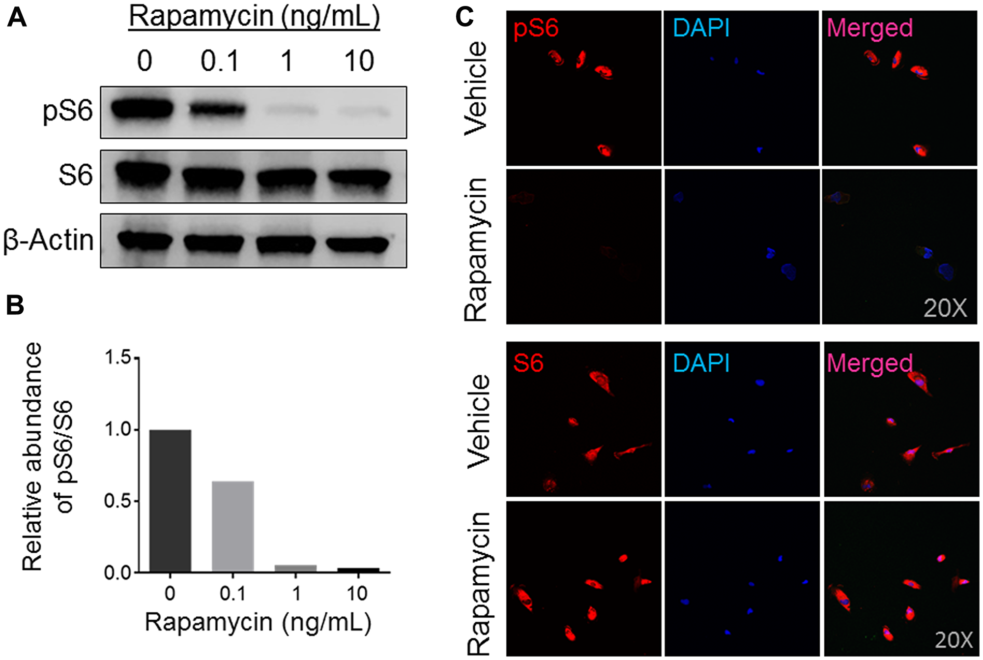 Expression analysis of mTOR activity in rapamycin-treated human osteosarcoma COS-33 cells