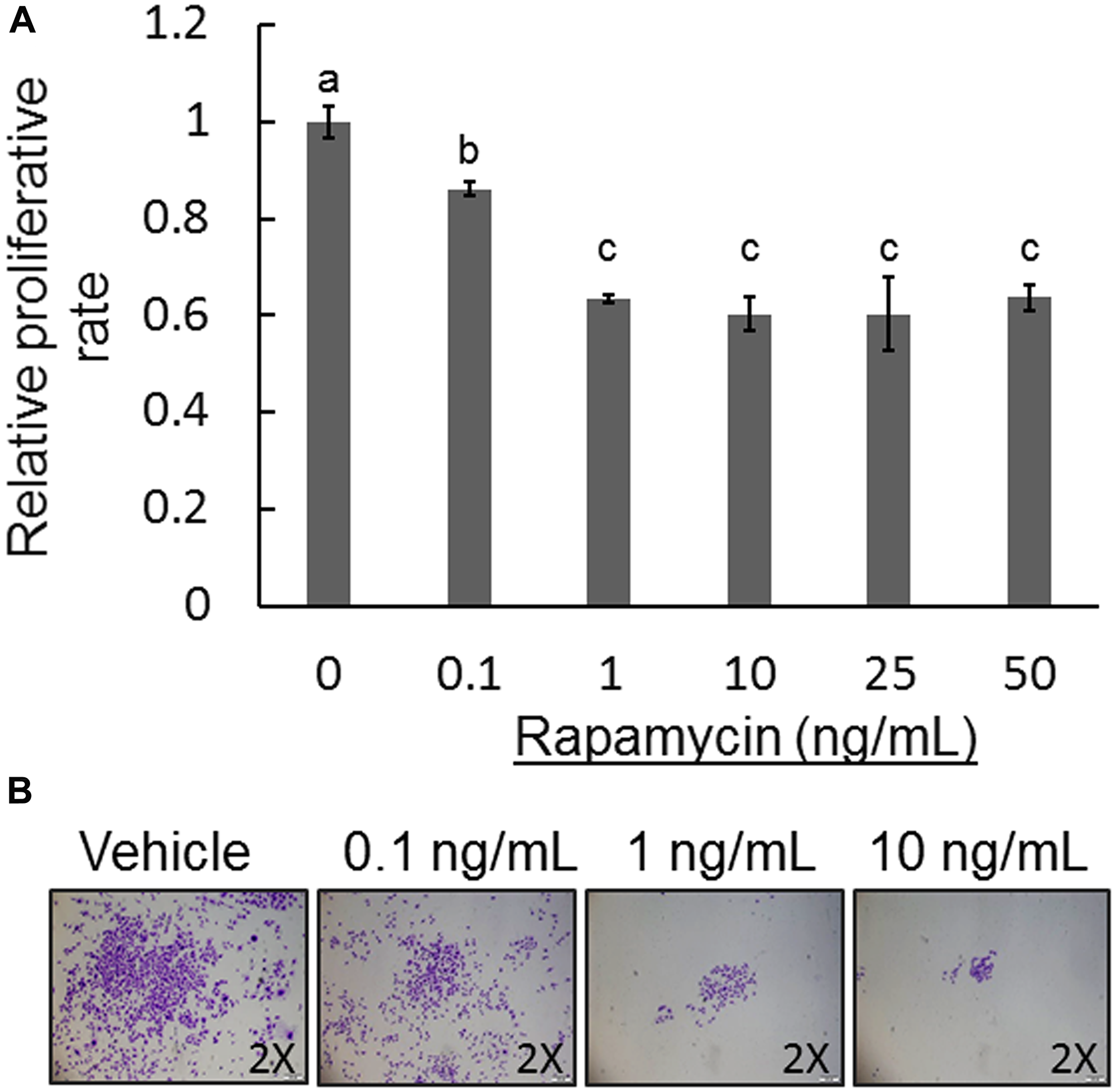 Effect of rapamycin on COS-33 cell proliferation and colony formation