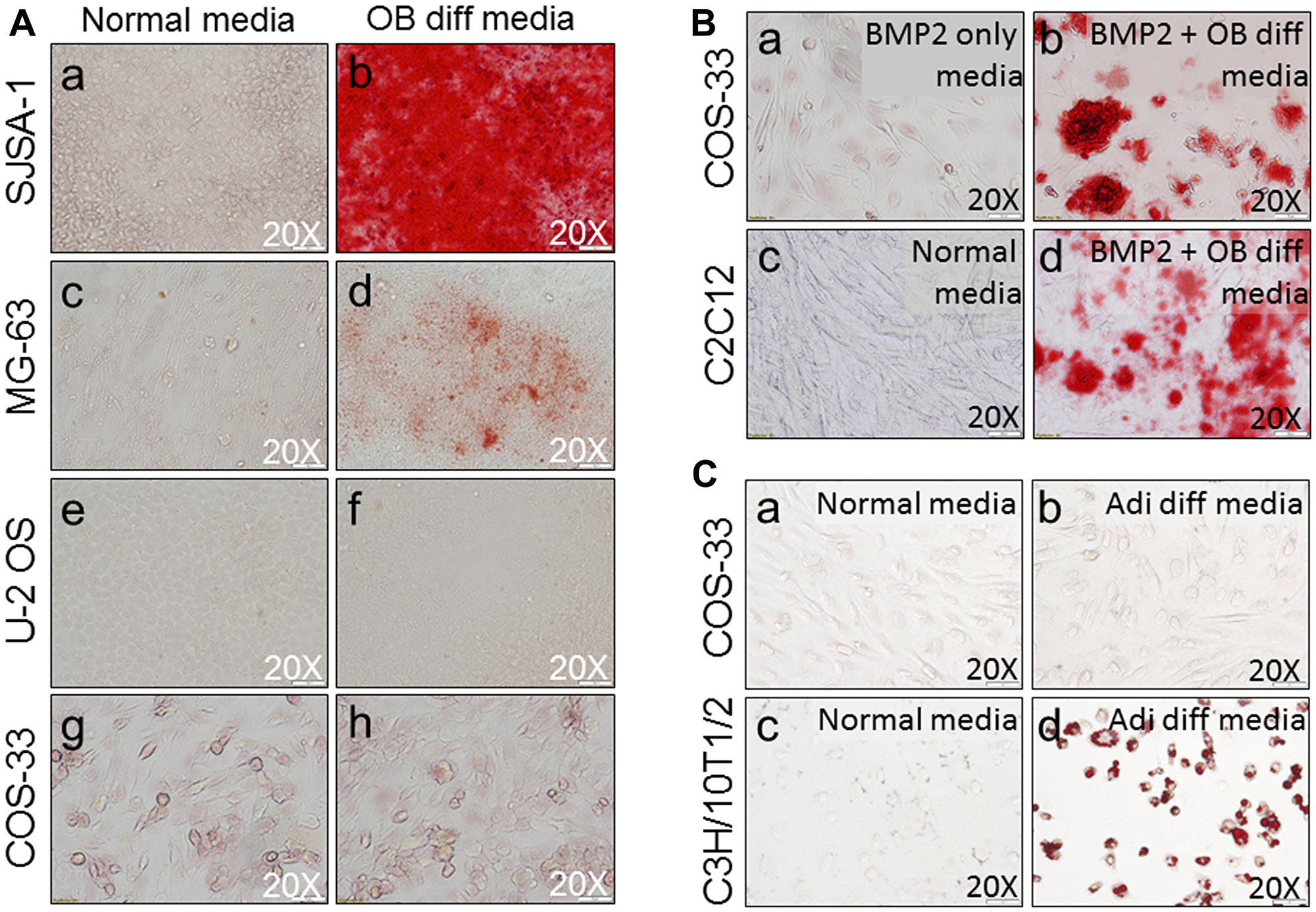 Functional characterization of the cells by osteogenic and adipocyte differentiation assays