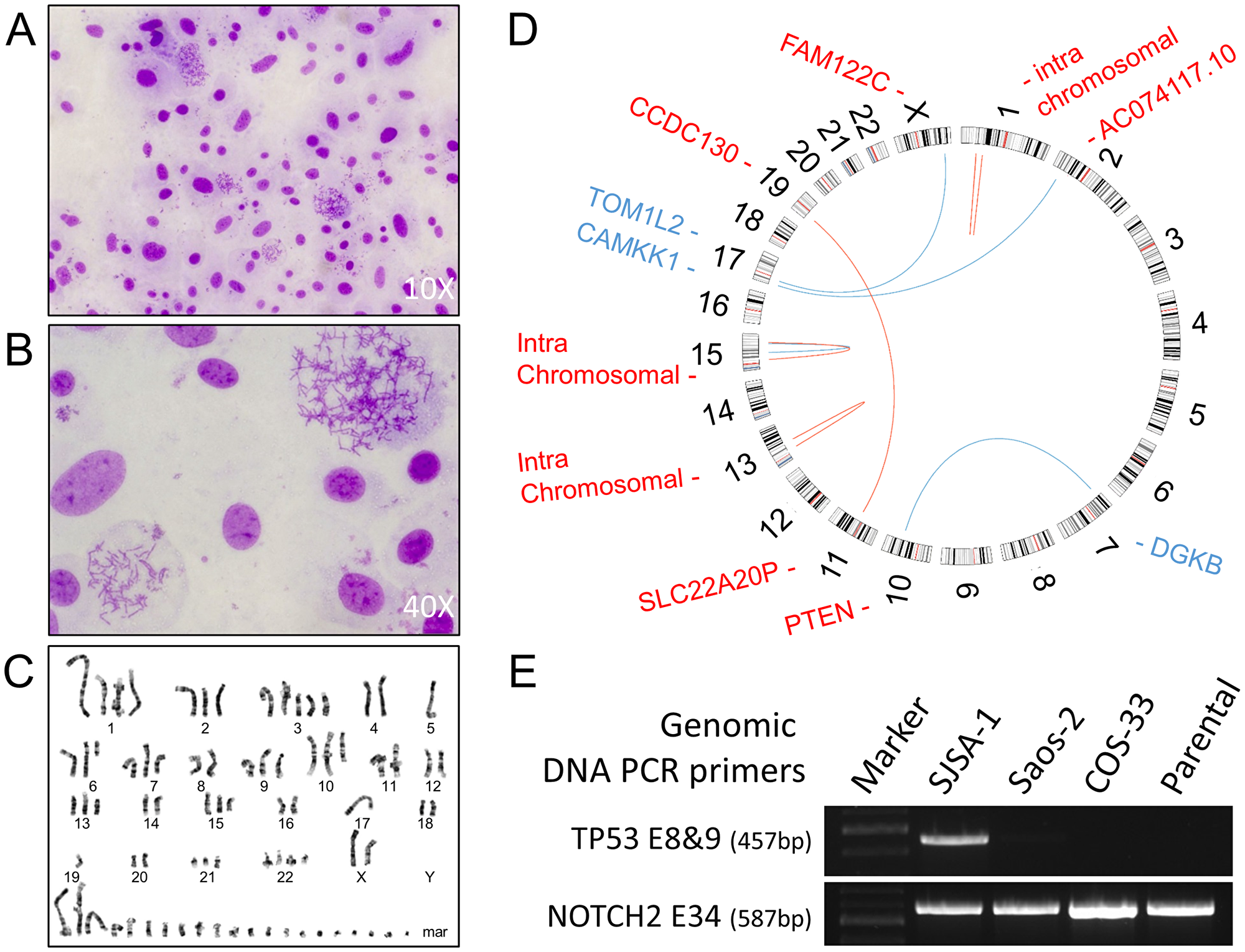 Conventional cytogenetics analysis and genomic analysis