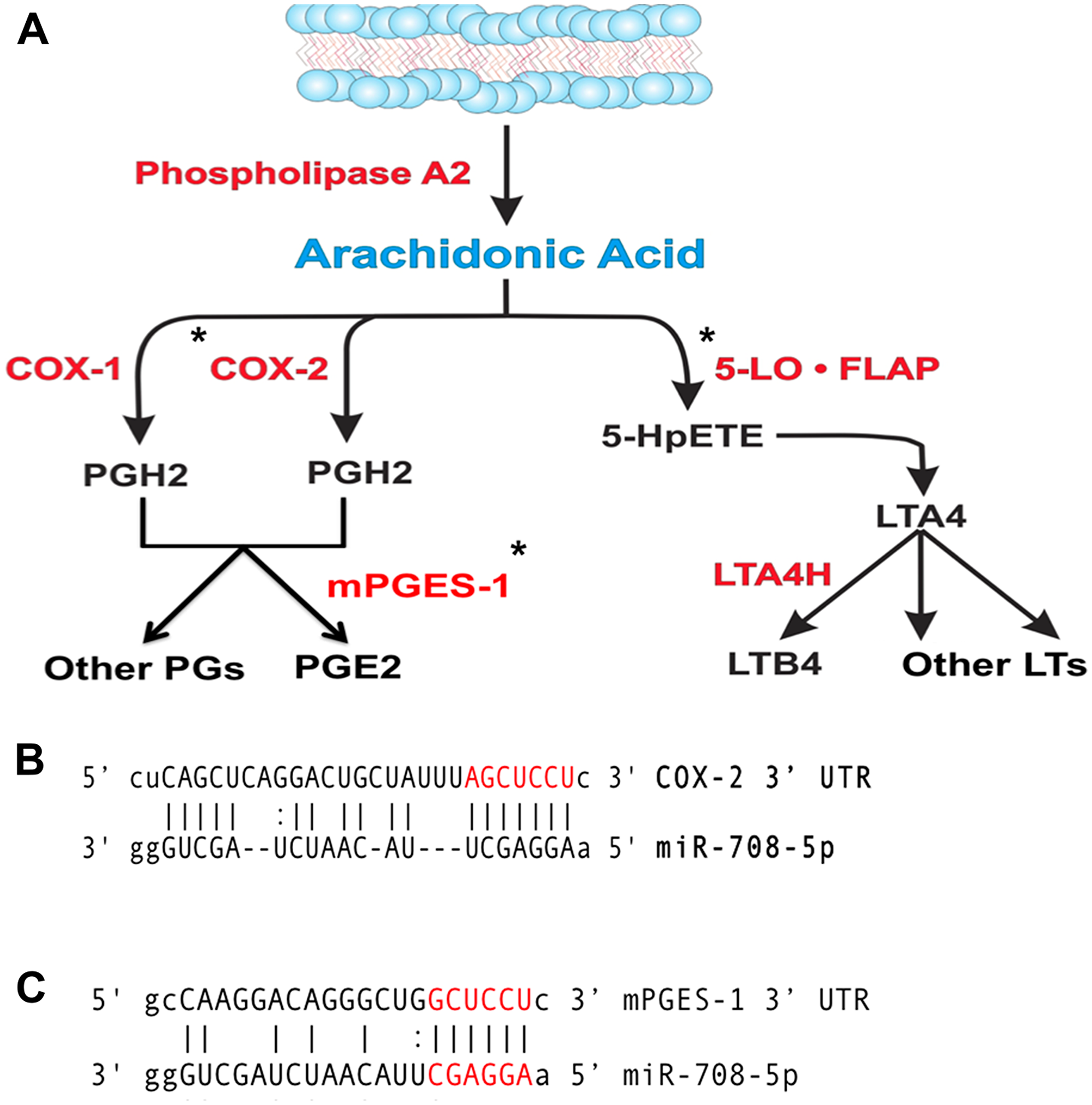 miR-708 is predicted to target the AA pathway