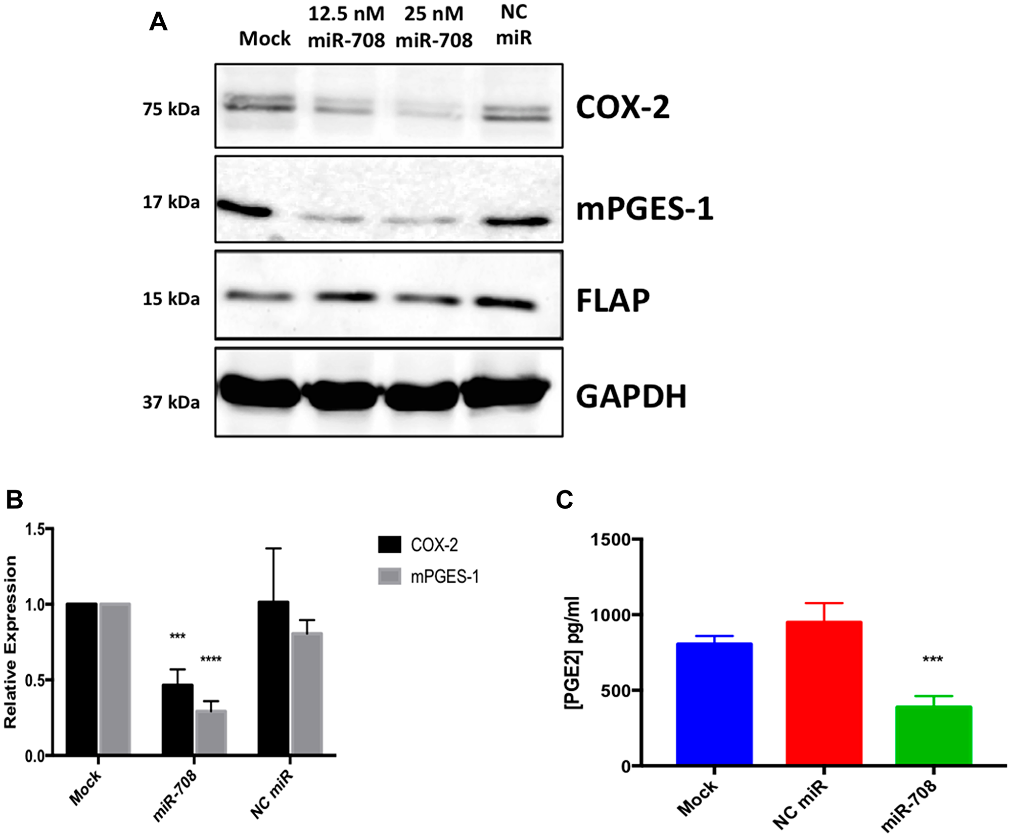 The AA pathway is regulated by miR-708 in lung cancer cells