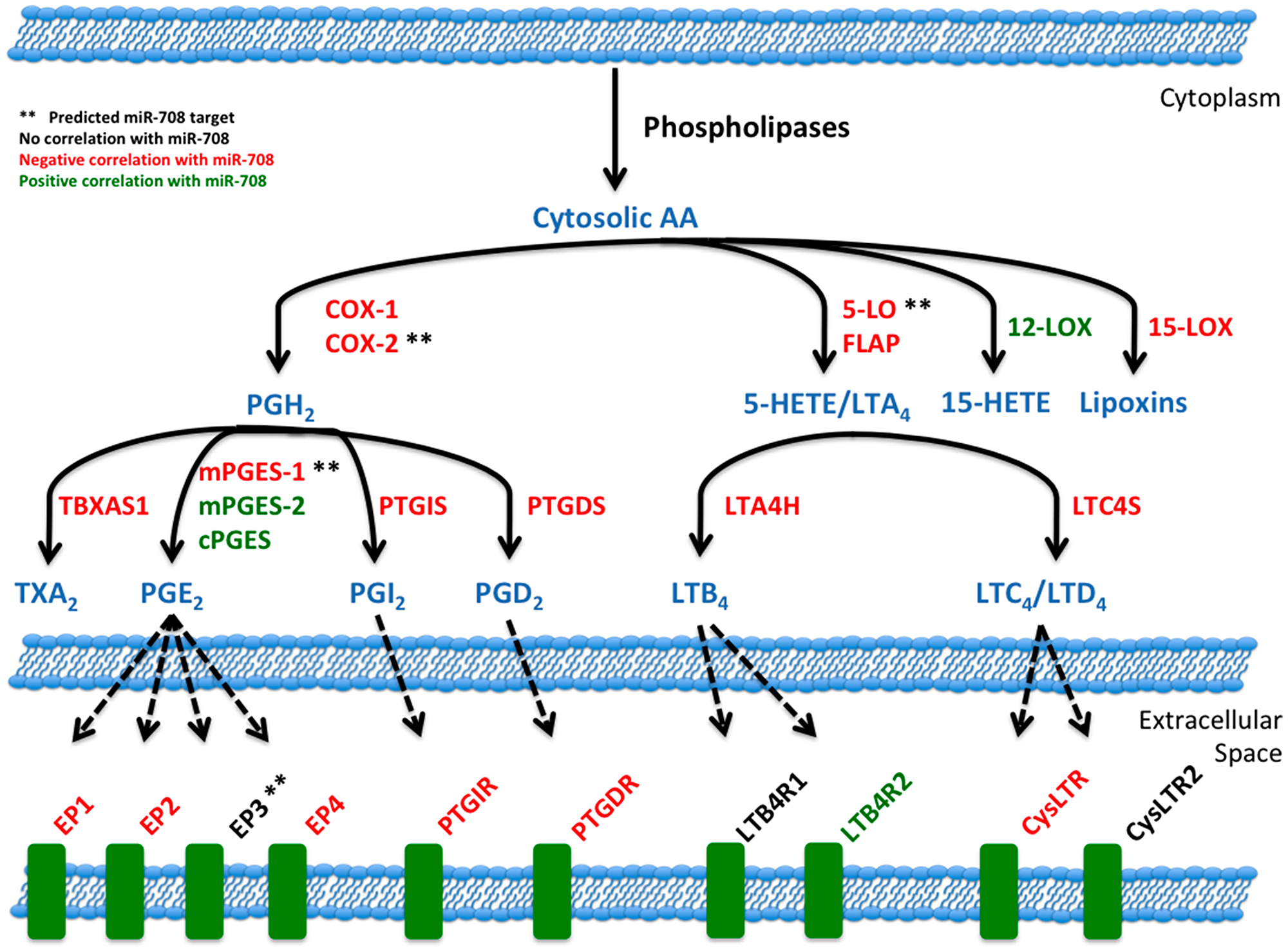 miR-708 and the arachidonic acid pathway