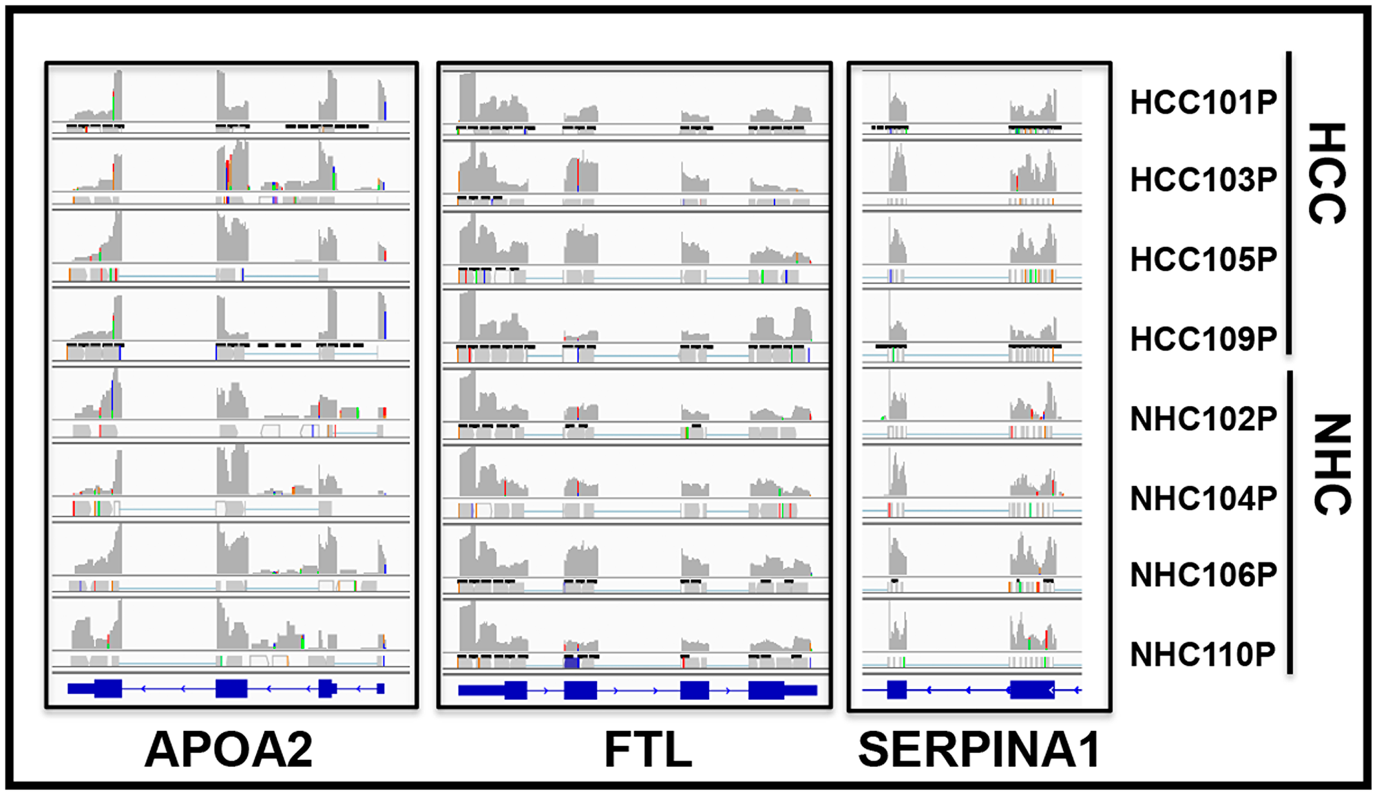 Circulating transcripts predominantly map to genomic exons