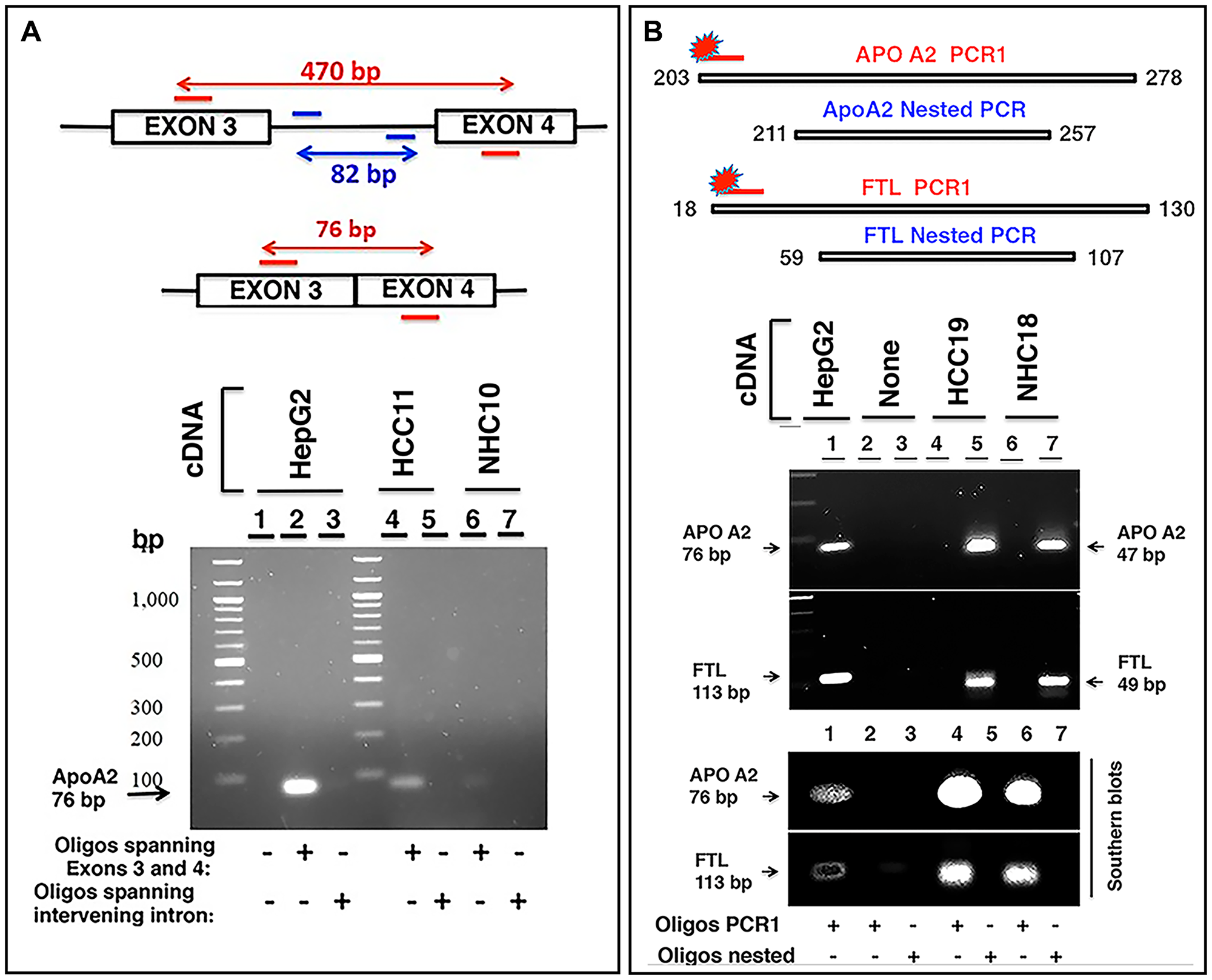 Characterization of circulating transcripts using semi-quantitative nested PCR and Southern blotting