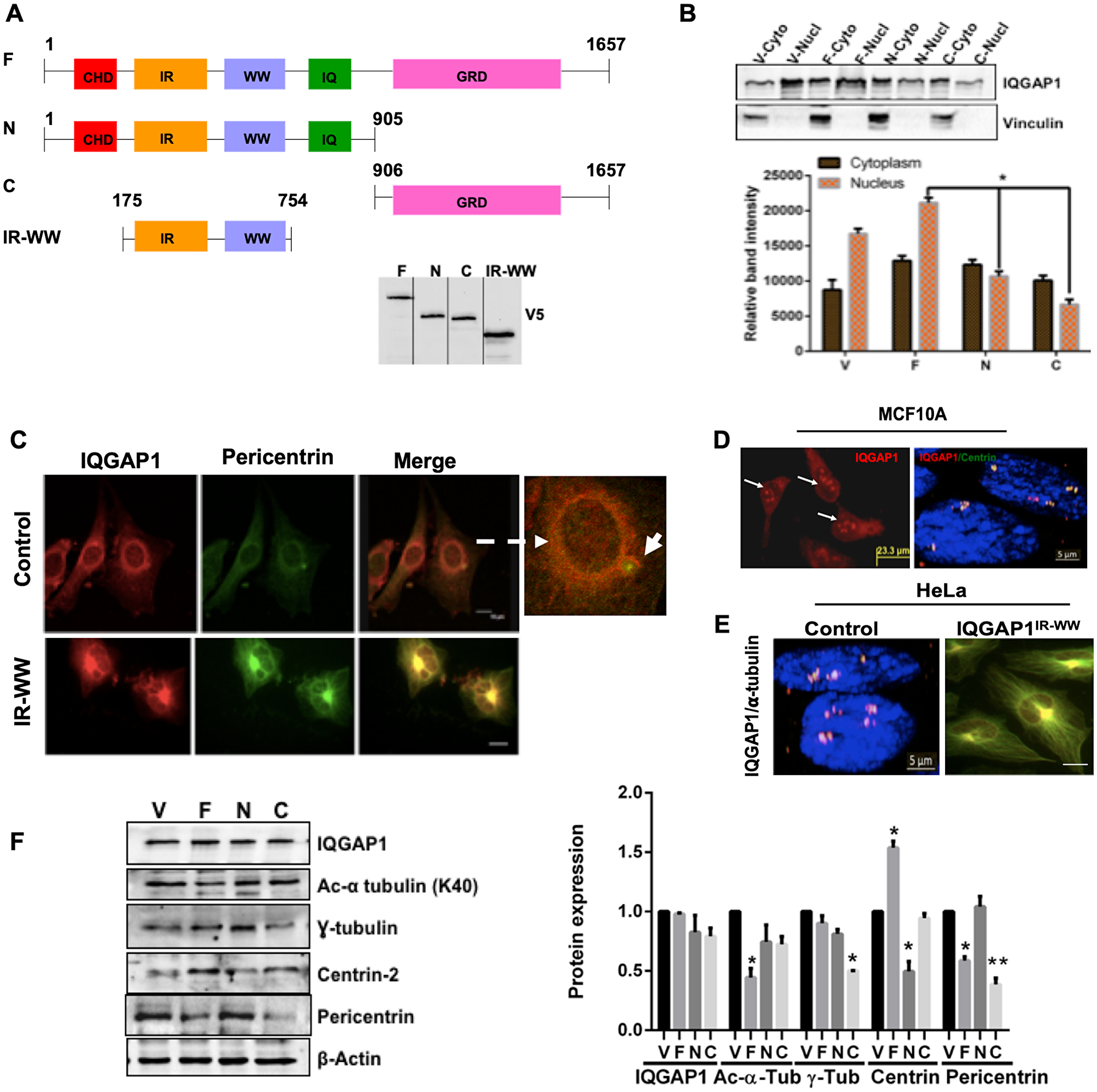 IQGAP1 localizes to the centrosome and modulates centrosome size and number