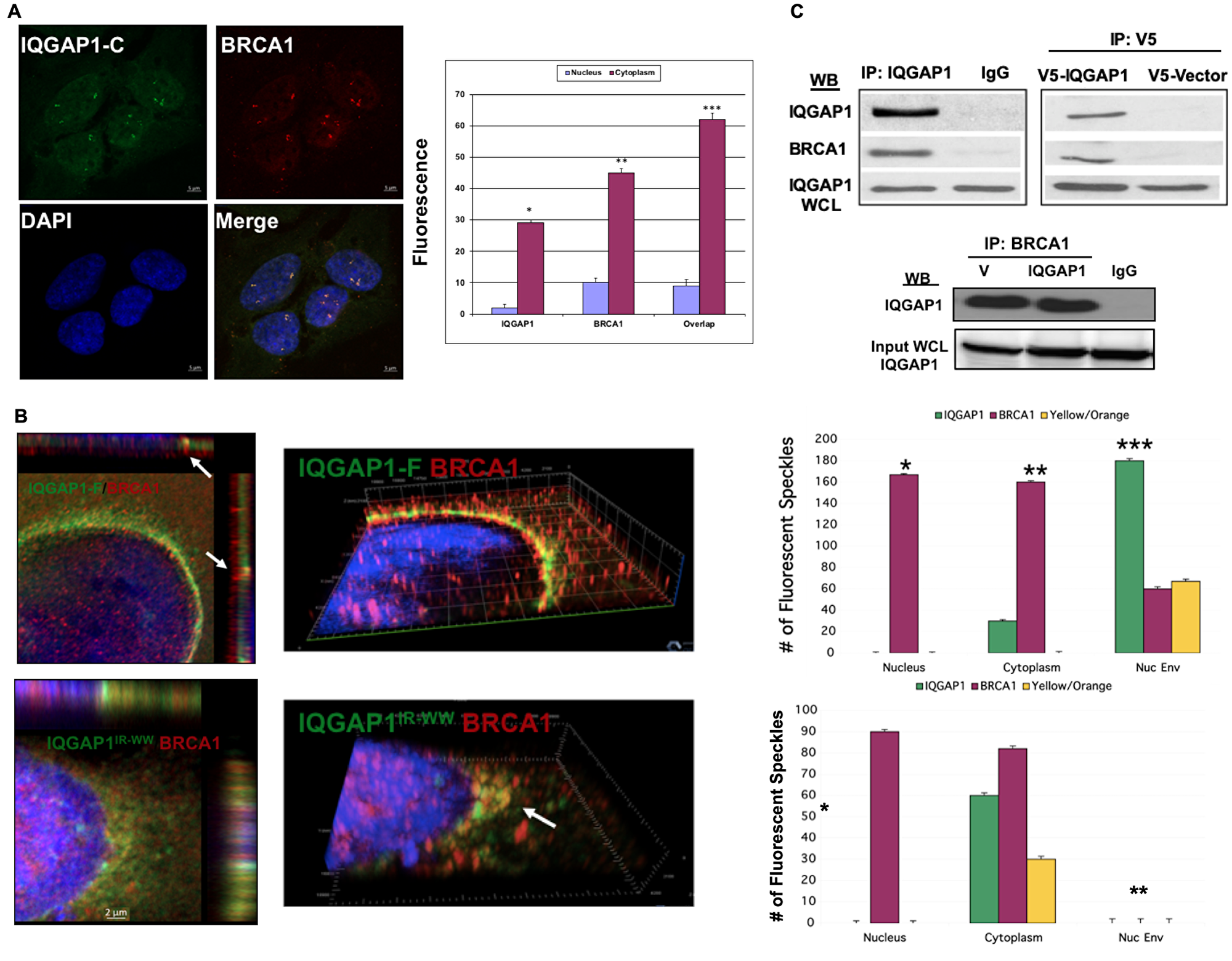 IQGAP1 interacts with and modulates the subcellular distribution of the centrosome marker BRCA1
