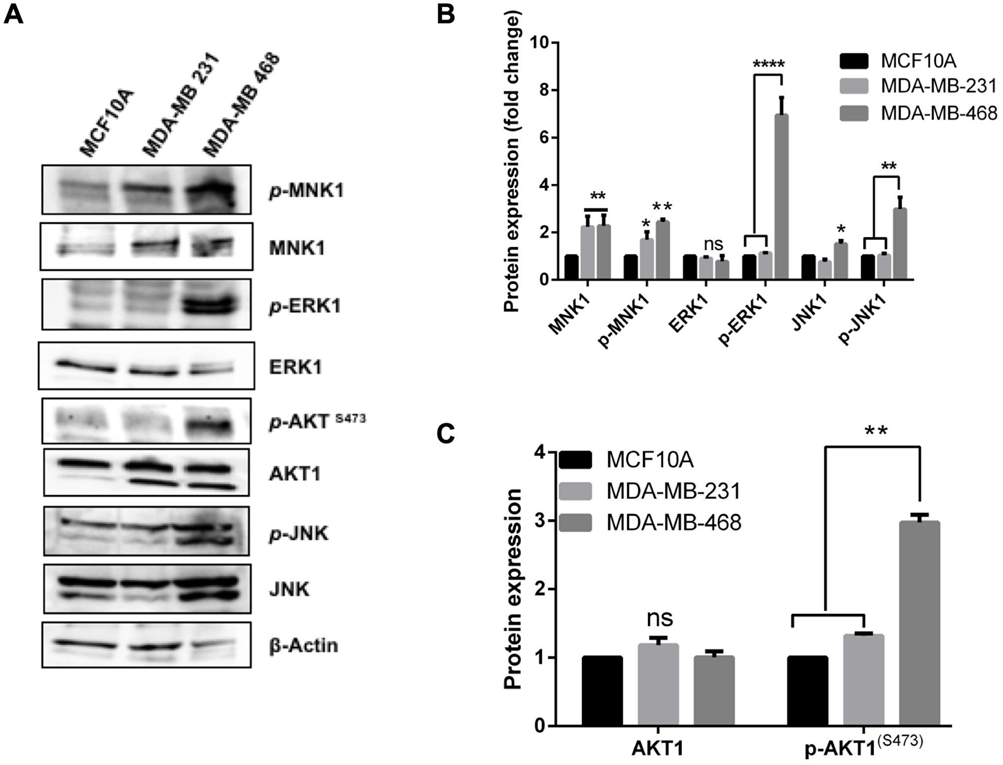 Differential activation of stress and proliferation signals in the TNBC cells