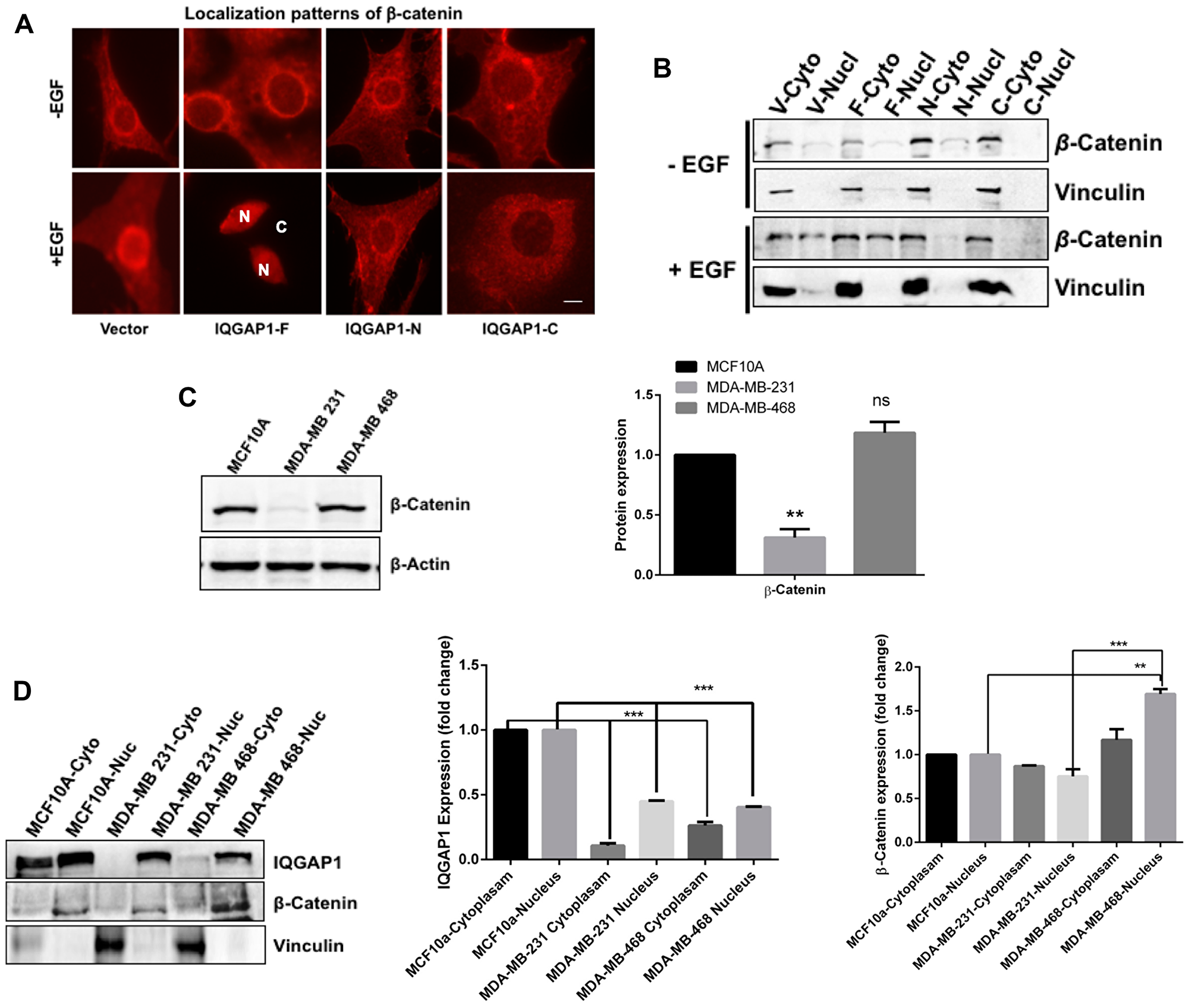 Expression and spatial distribution of IQGAP1 and β-catenin in response to EGF and to cancer