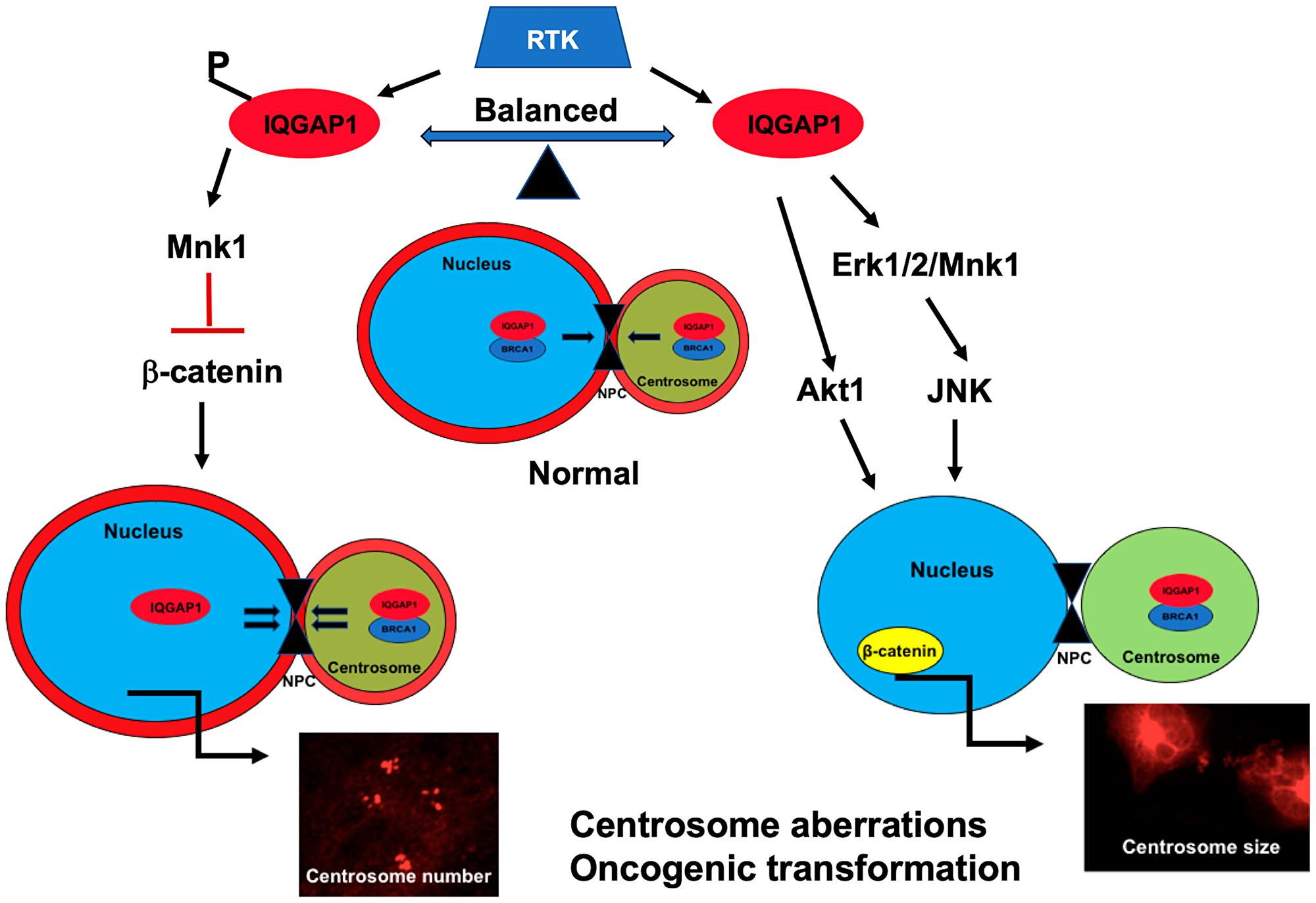 A Model of IQGAP1 role in centrosome-nuclear crosstalk in cancer: IQGAP1 is a phosphorylation-dependent regulatory scaffold that modulates shuttling of centrosome proteins like BRCA1, acting downstream of receptor tyrosine kinase (RTK) such as EGFR