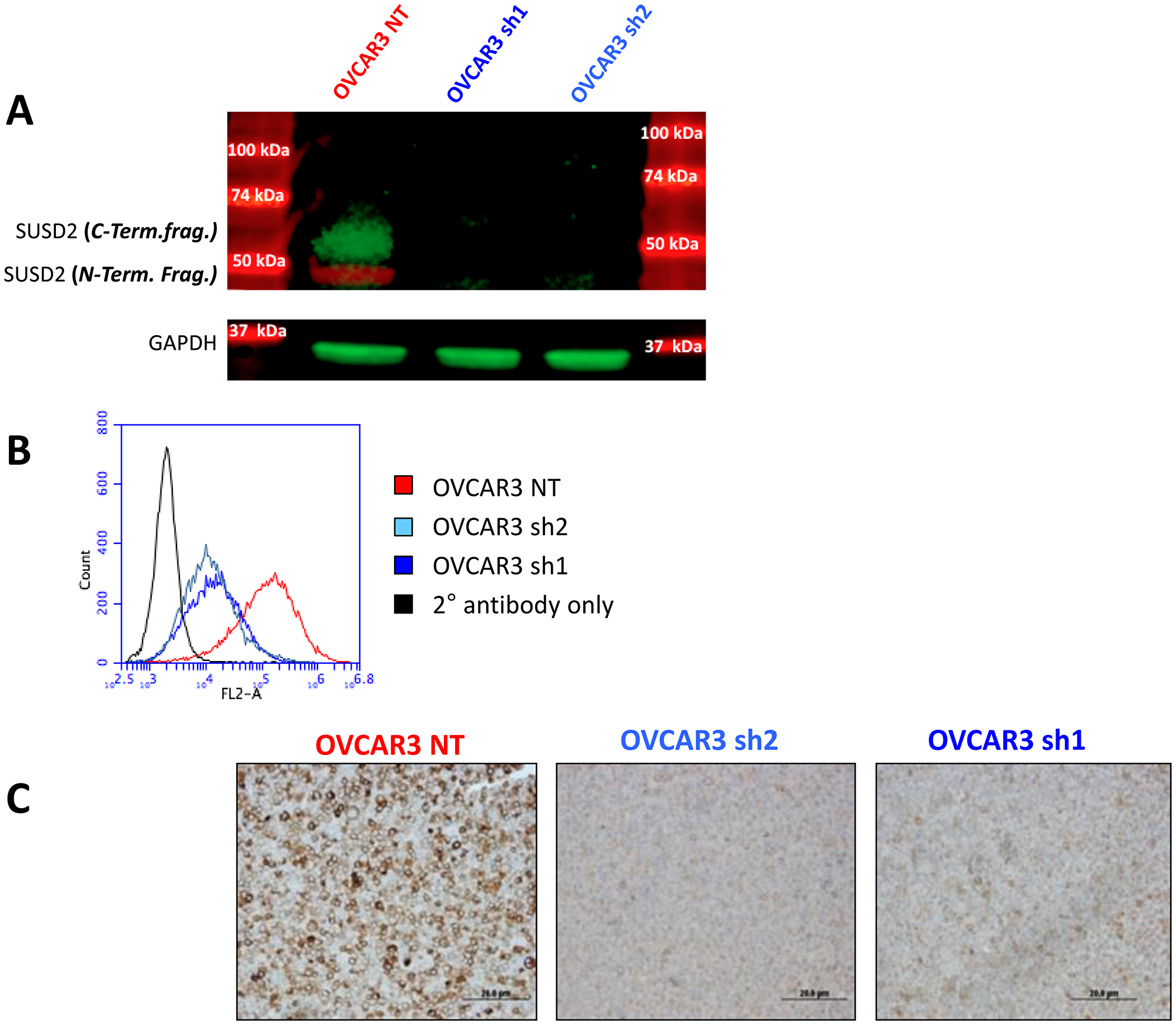 Characterization of non-targeting and SUSD2 knock-down sh1 and sh2 OVCAR3 cell lines