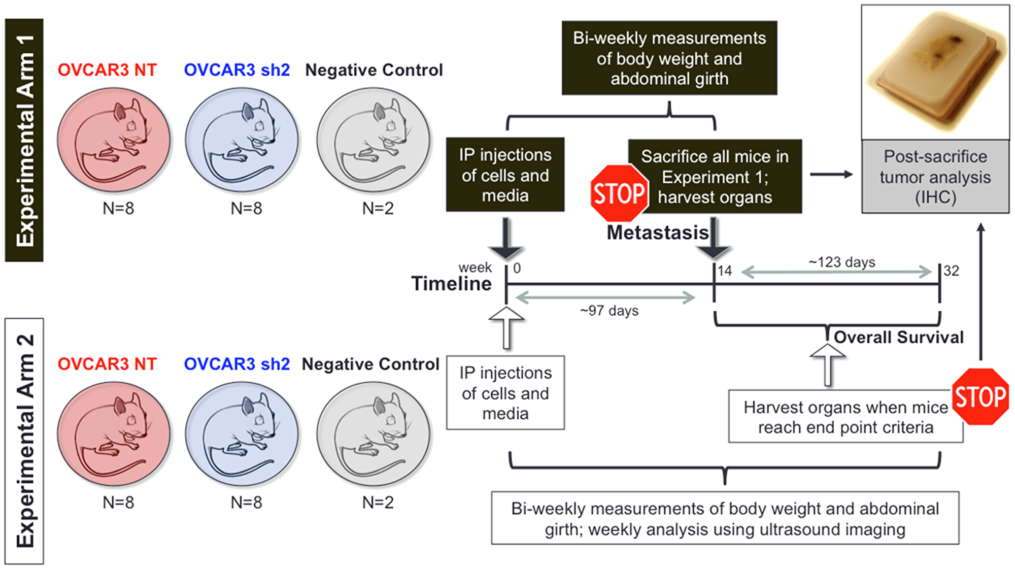 In vivo experimental design used to investigate the role of SUSD2 in HGSOC late-stage metastasis and overall survival