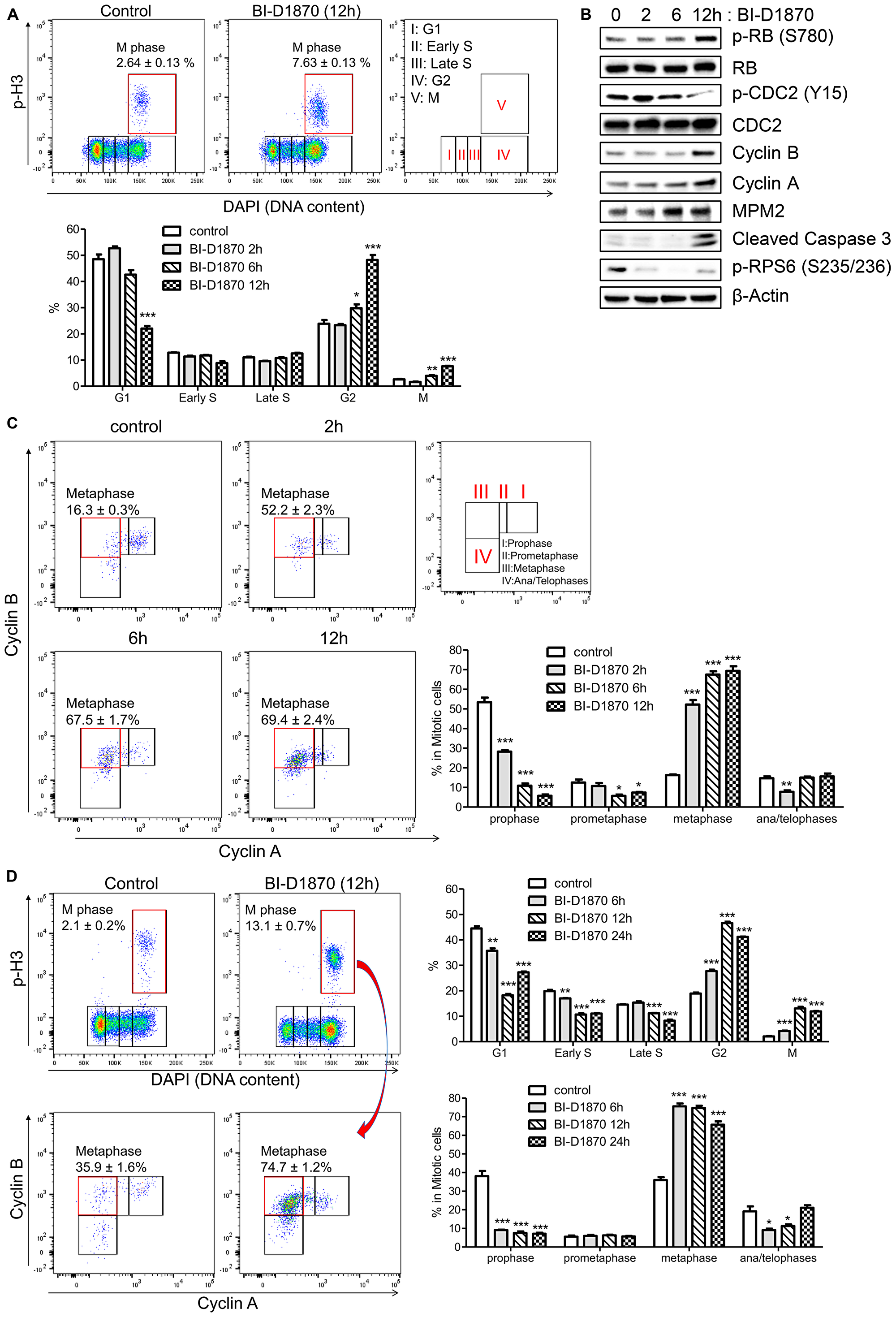 BI-D1870 treatment induces mitotic arrest and apoptosis in HL60 cells