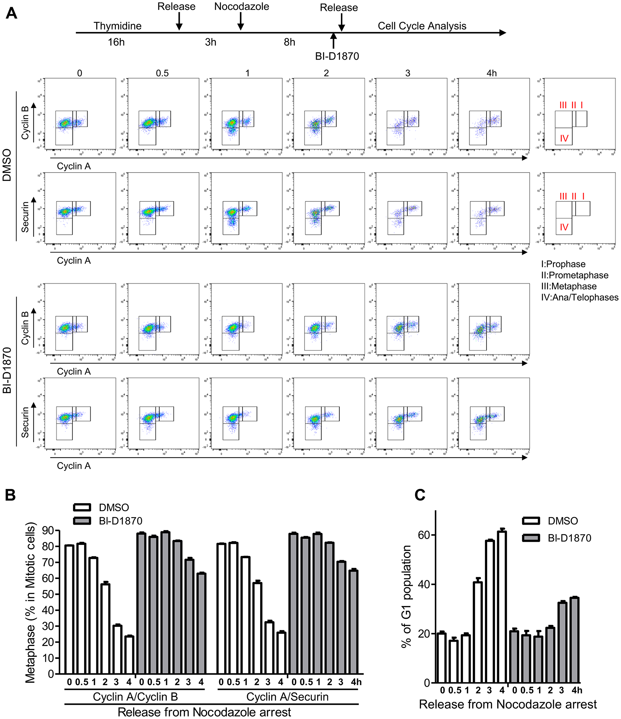 Metaphase arrest by the treatment of BI-D1870