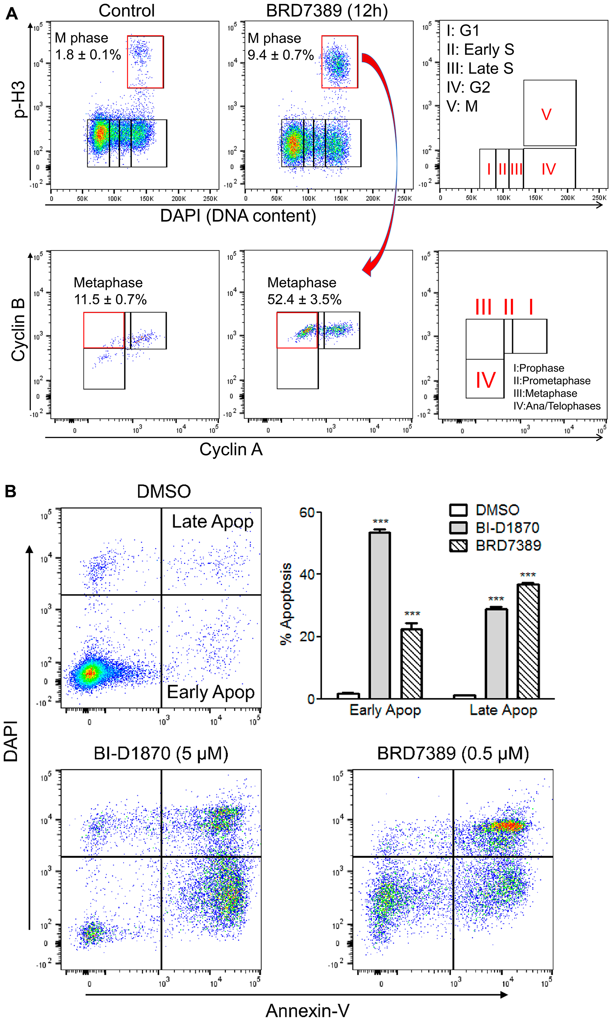 BRD7389 treatment induces metaphase arrest and apoptosis in HL60 cells