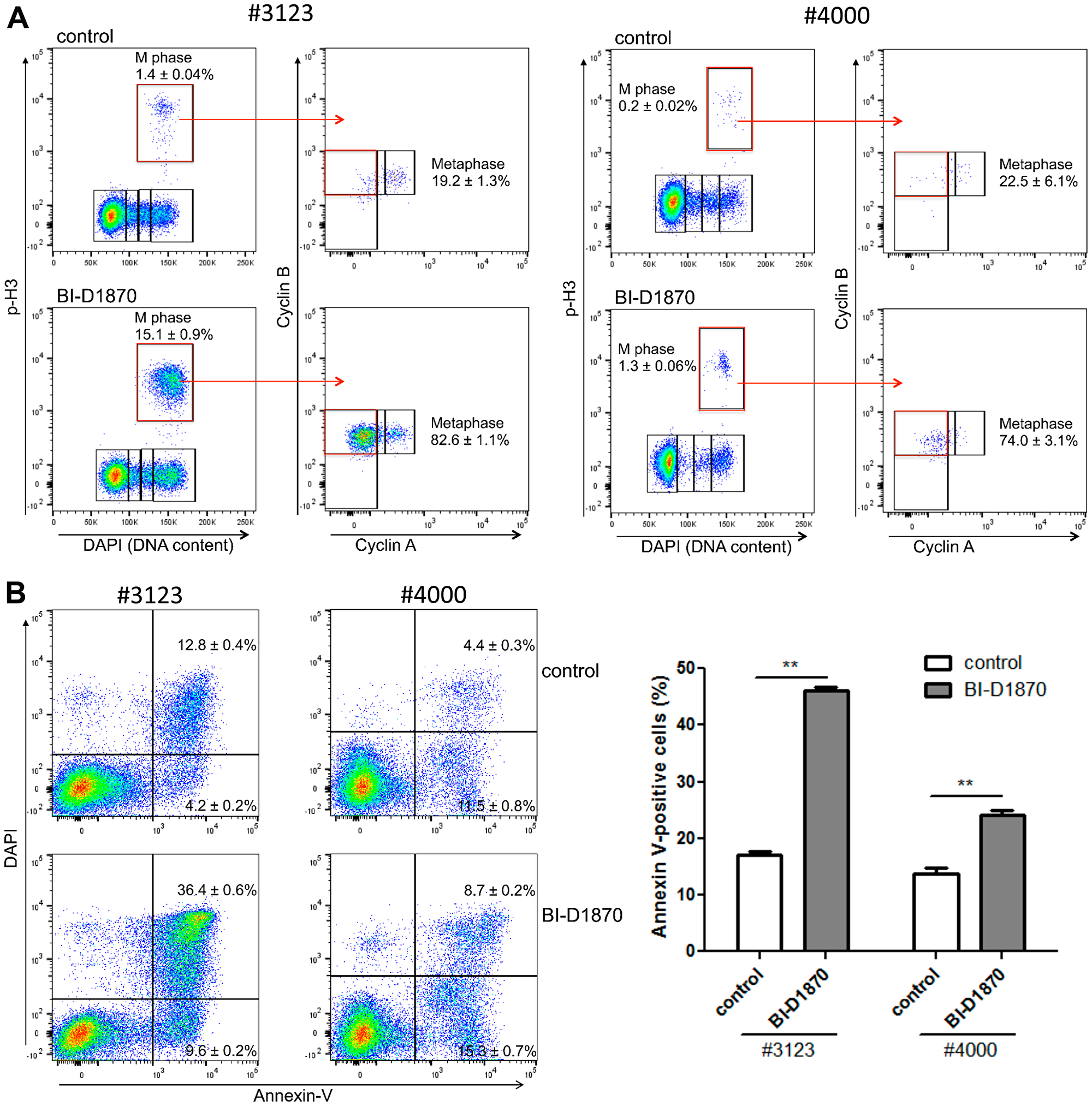 BI-D1870 treatment induces metaphase arrest and apoptosis in primary patient AML cells