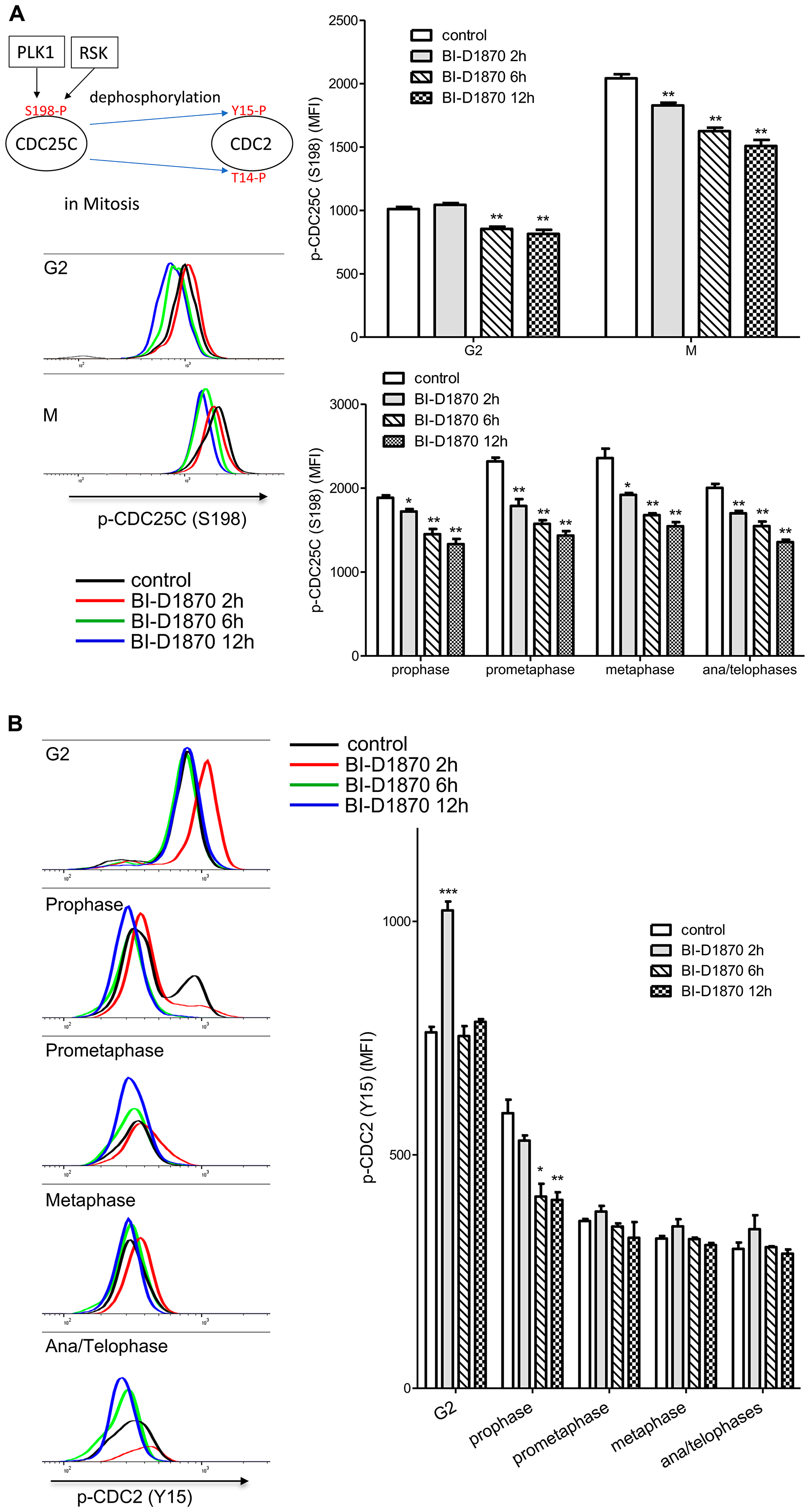 Effect of BI-D1870 on CDC2 and CDC25C activation