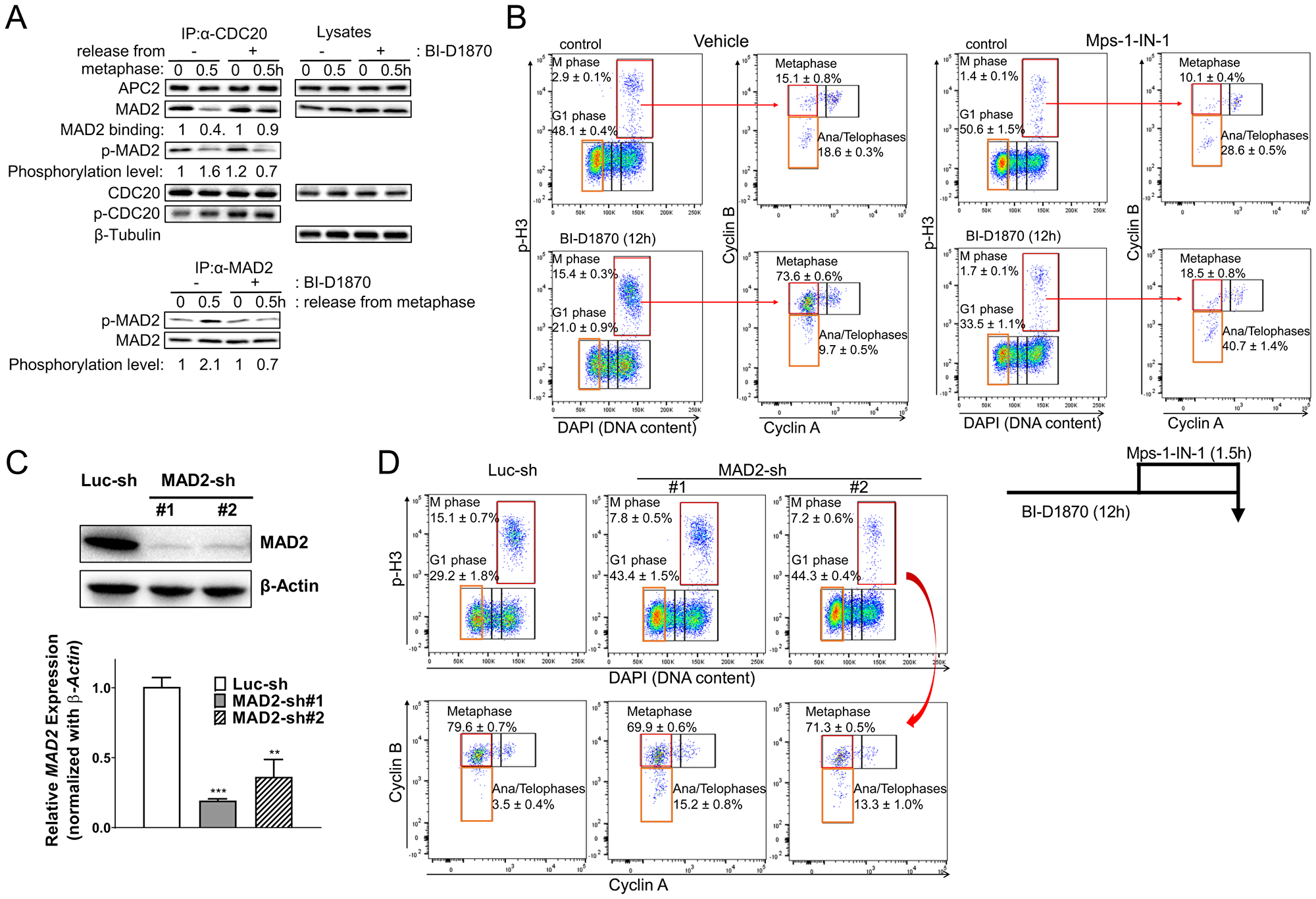 BI-D1870 prolongs the SAC signal