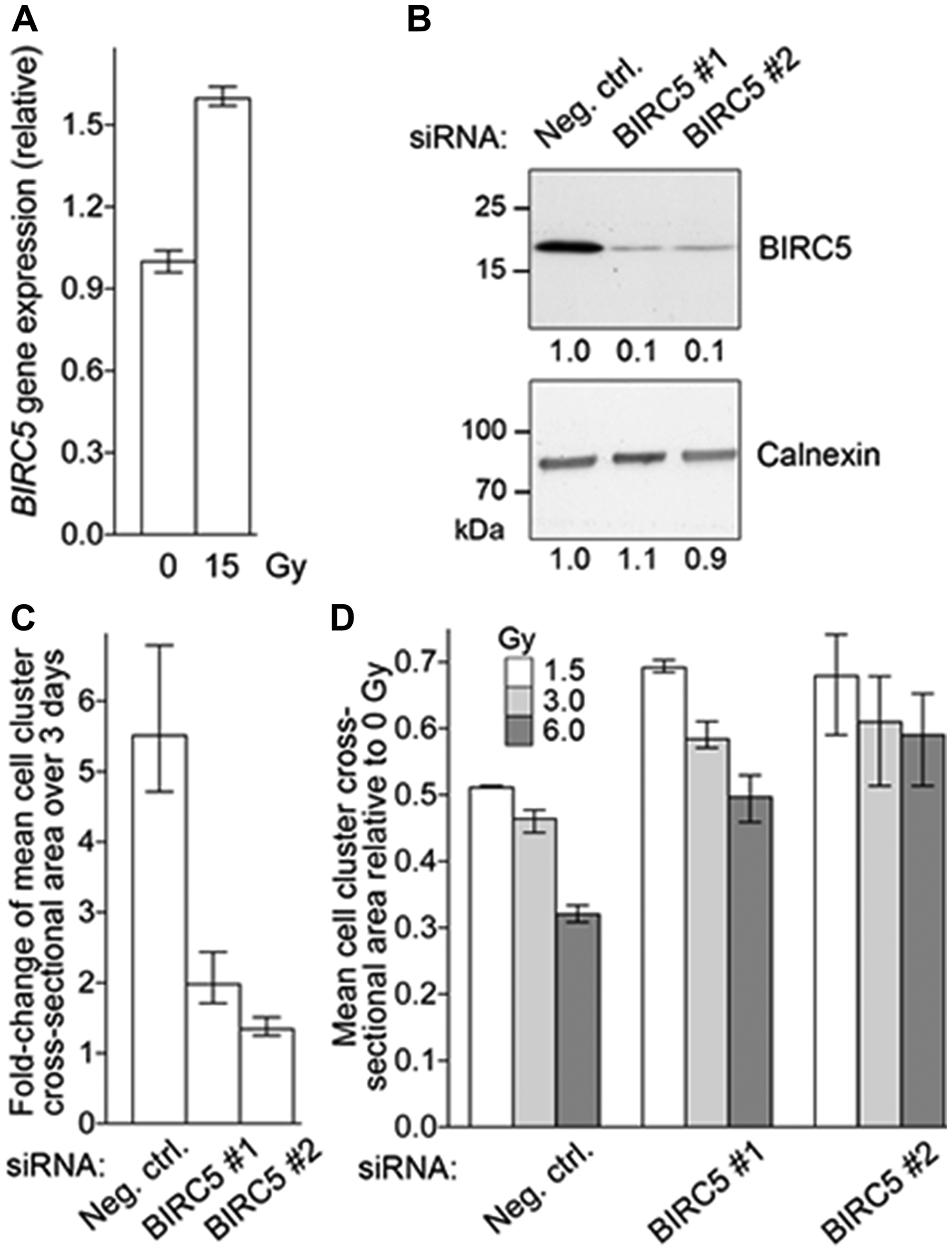 Figure 5: BIRC5 mRNA Expression in NET Cell Line.