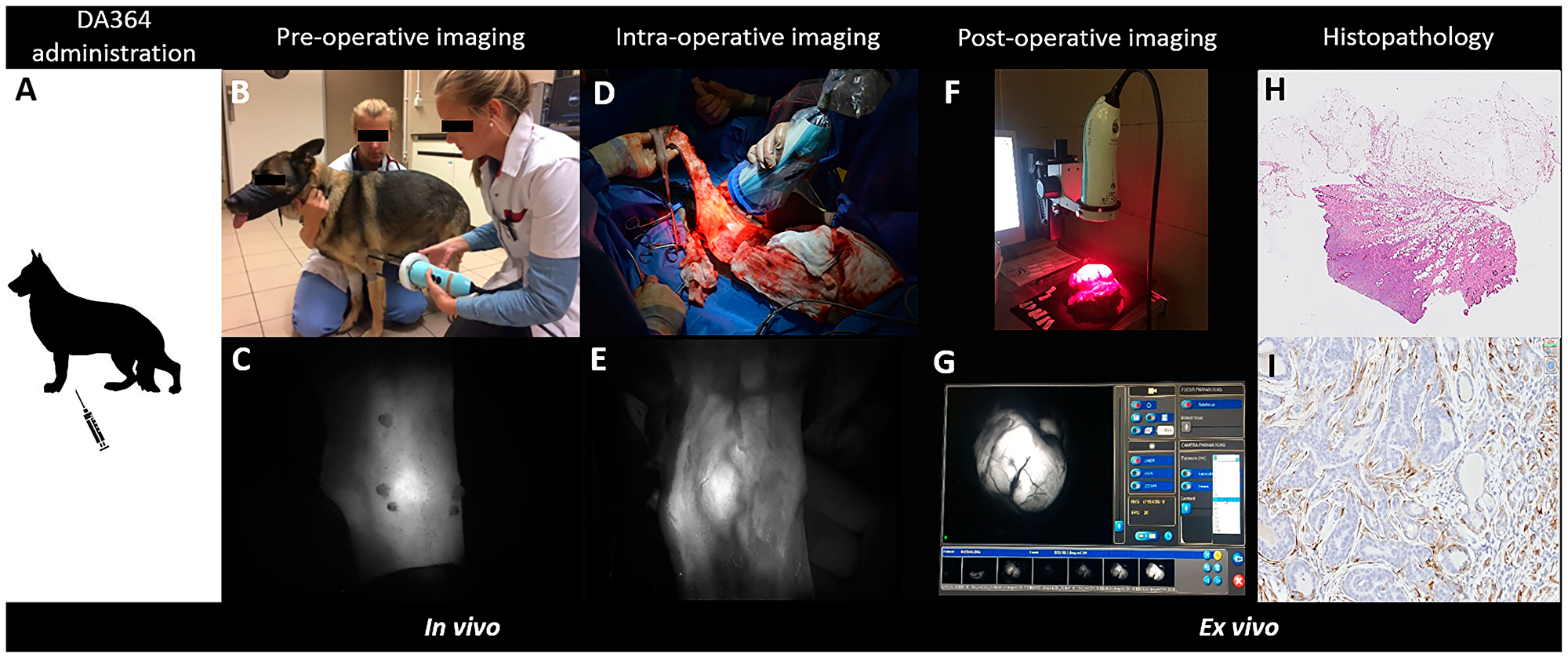 Overview of the procedure to test DA364 as fluorescent contrast agent to highlight tumors during surgery