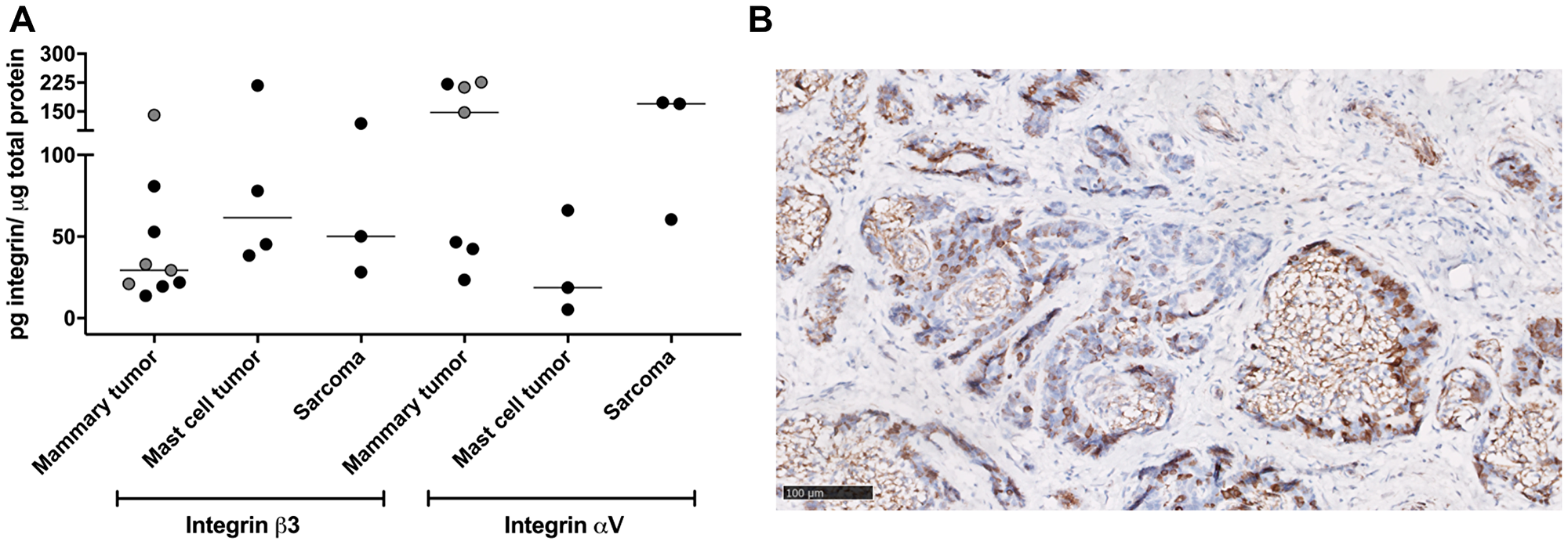 Ex vivo evaluation of integrins expression