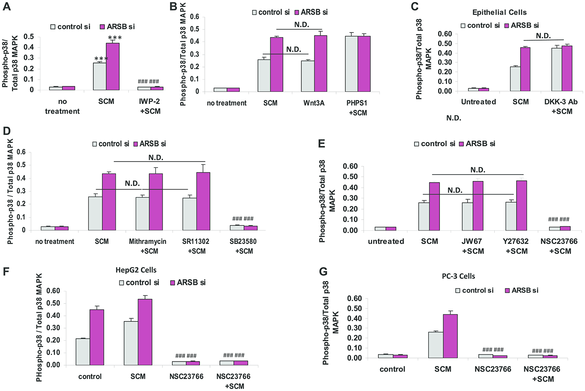 Increase in phospho-p38 / total p38 MAPK follows decline in ARSB and activation of Wnt signaling
