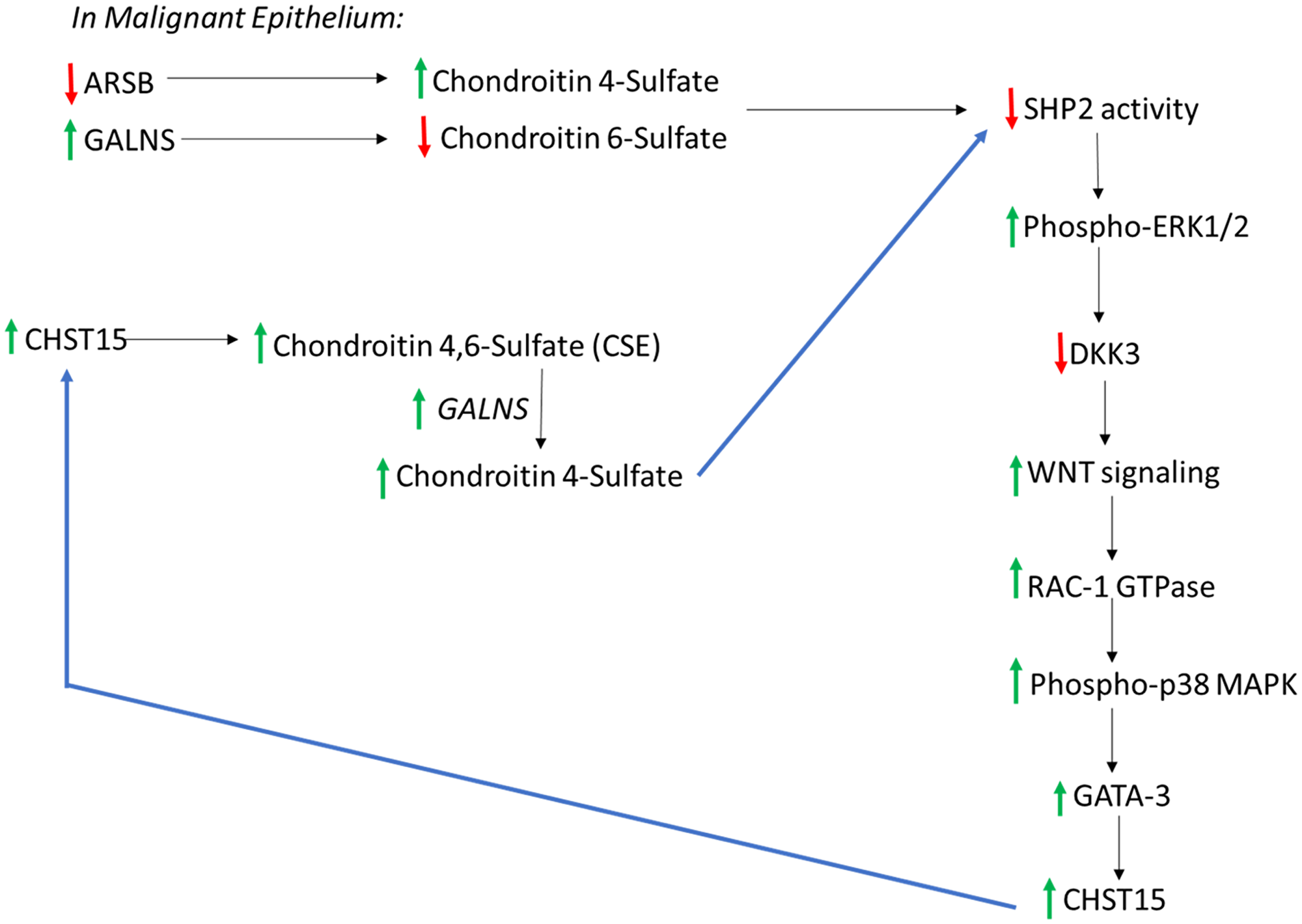 Overall connected pathways of chondroitin 4-sulfate (C4S), chondroitin-4,6-disulfate (CSE), ARSB, and GALNS which may contribute to EMT and progressive increase in SHP2 inhibition