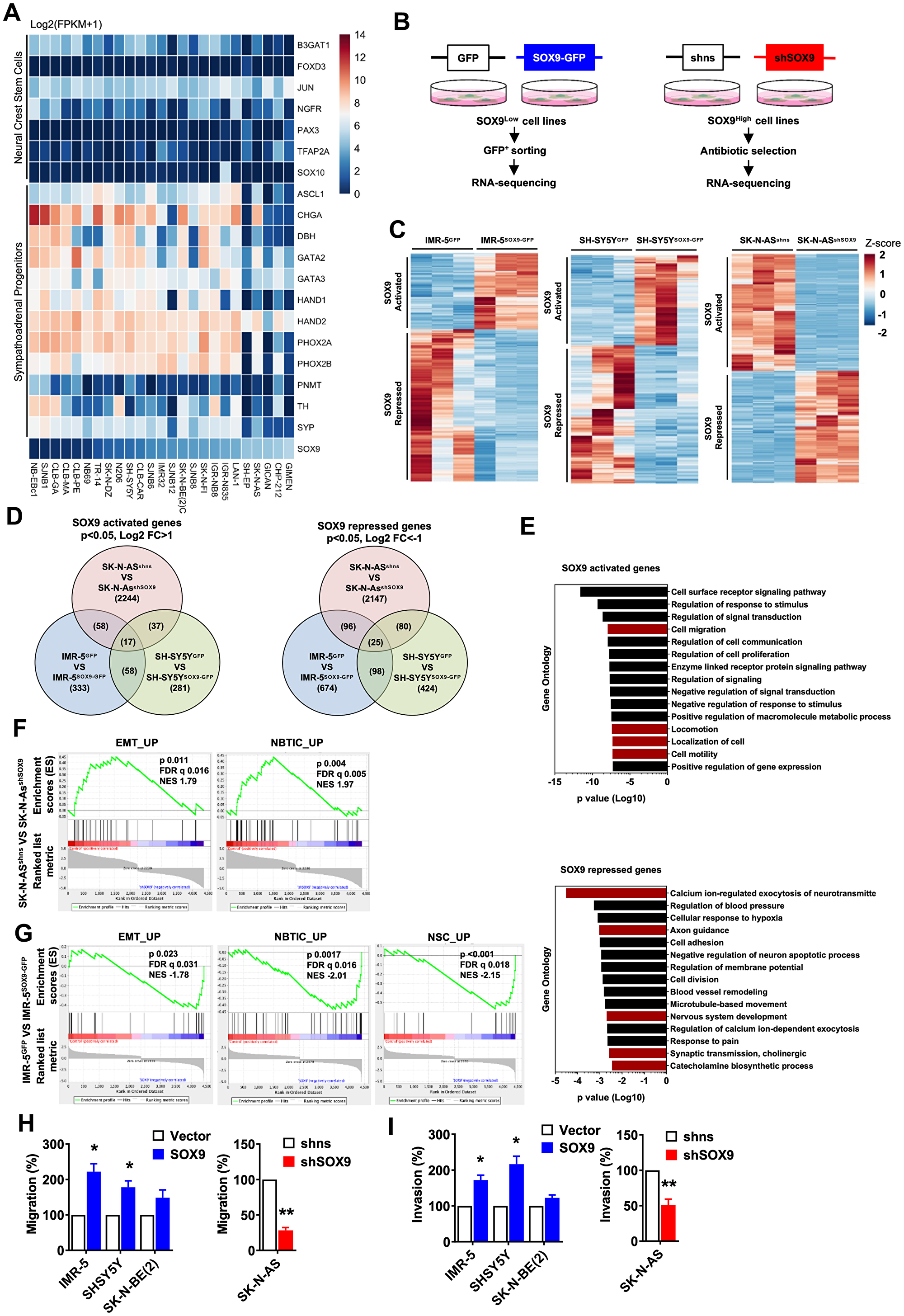 Oncogenic properties of SOX9 in neuroblastoma are associated with SA lineage progenitors