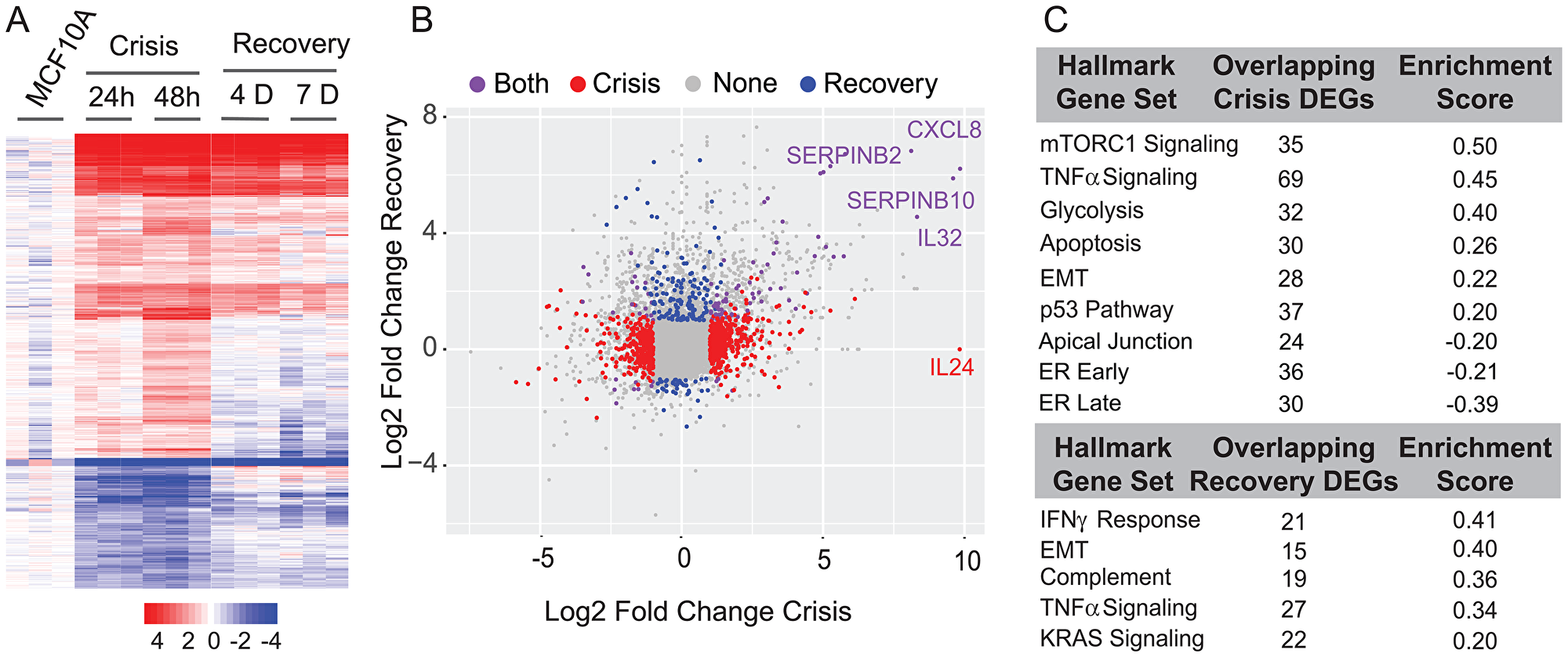 Differential expression and pathway analysis of RNA-Seq shows changes in key regulatory pathways involved in cell proliferation, metabolism, cell cycle control, ER (estrogen response), and EMT