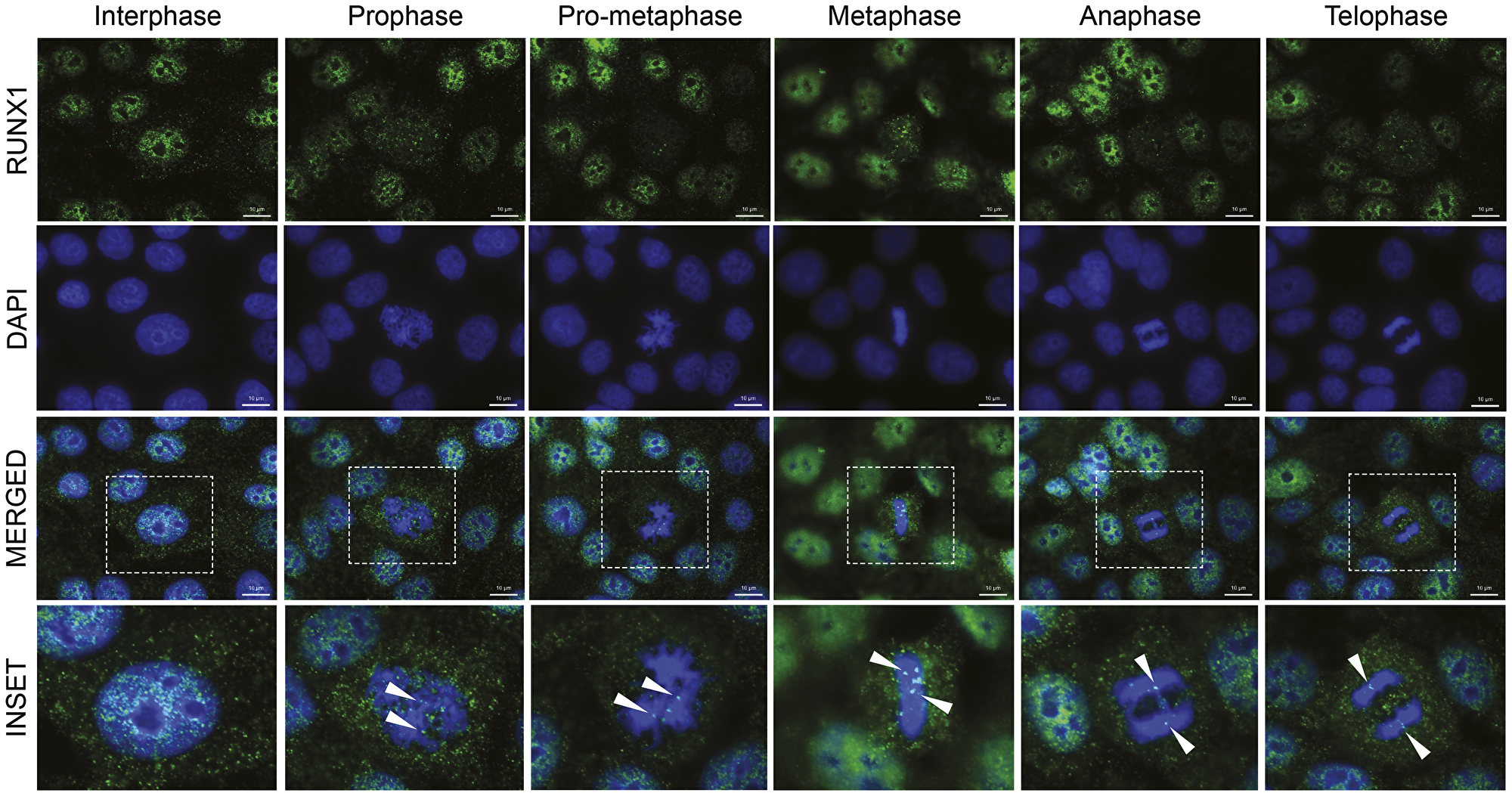 RUNX1 localizes to punctate subnuclear foci in interphase and dynamically redistributes throughout mitosis in the form of major and minor foci