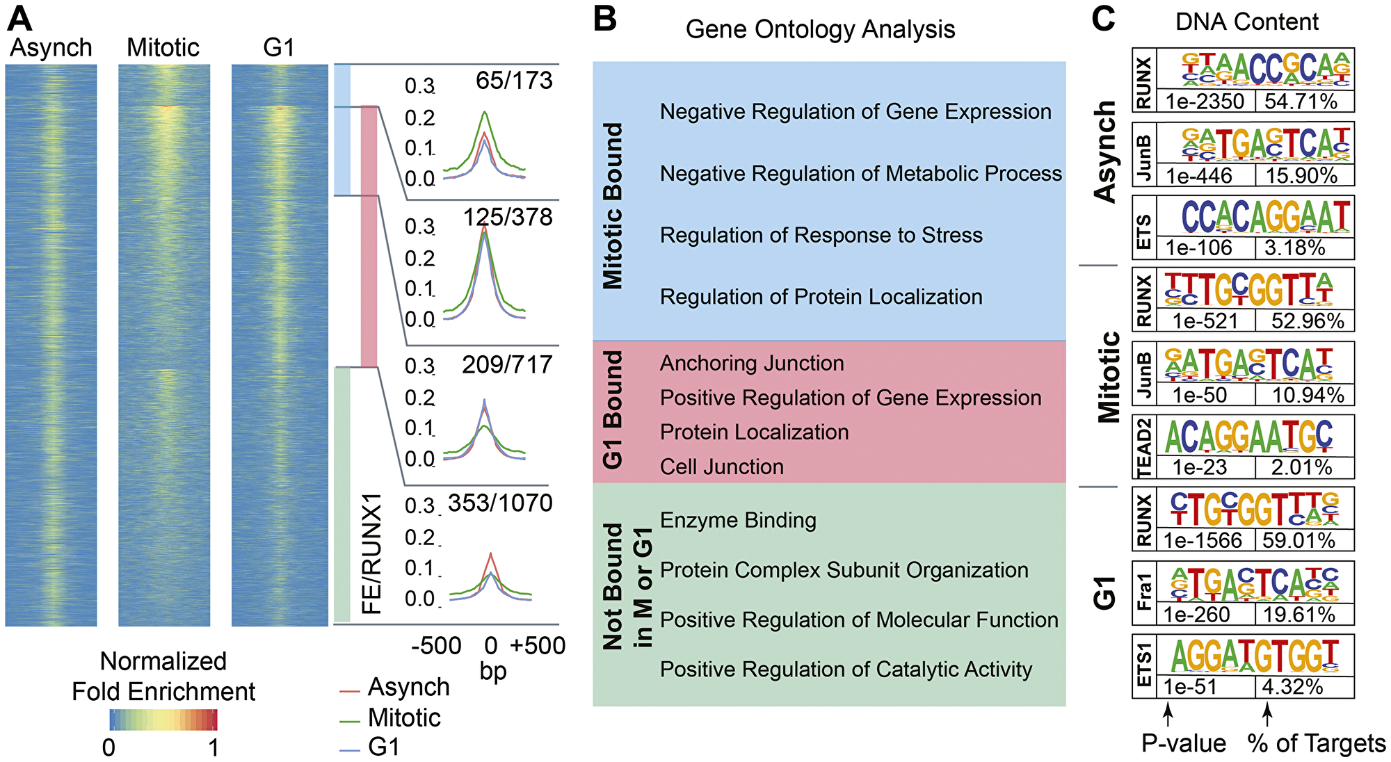 RUNX1 occupies protein coding genes and long non-coding RNAs across asynchronous, mitotic, and G1 populations of MCF10A breast epithelial cells