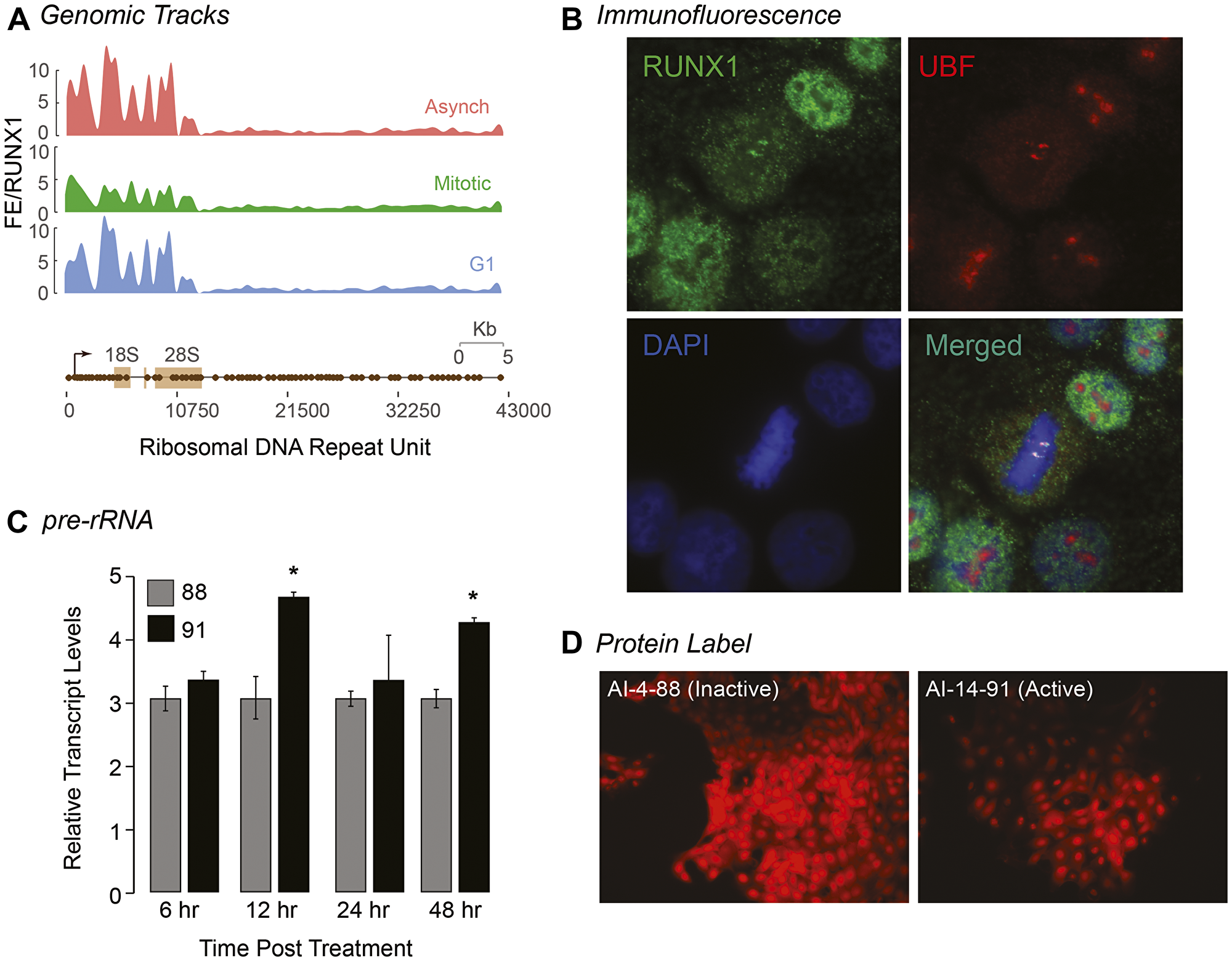 RUNX1 occupies rDNA promoter repeat regions in interphase and during mitosis and affects both pre-rRNA and global protein expression