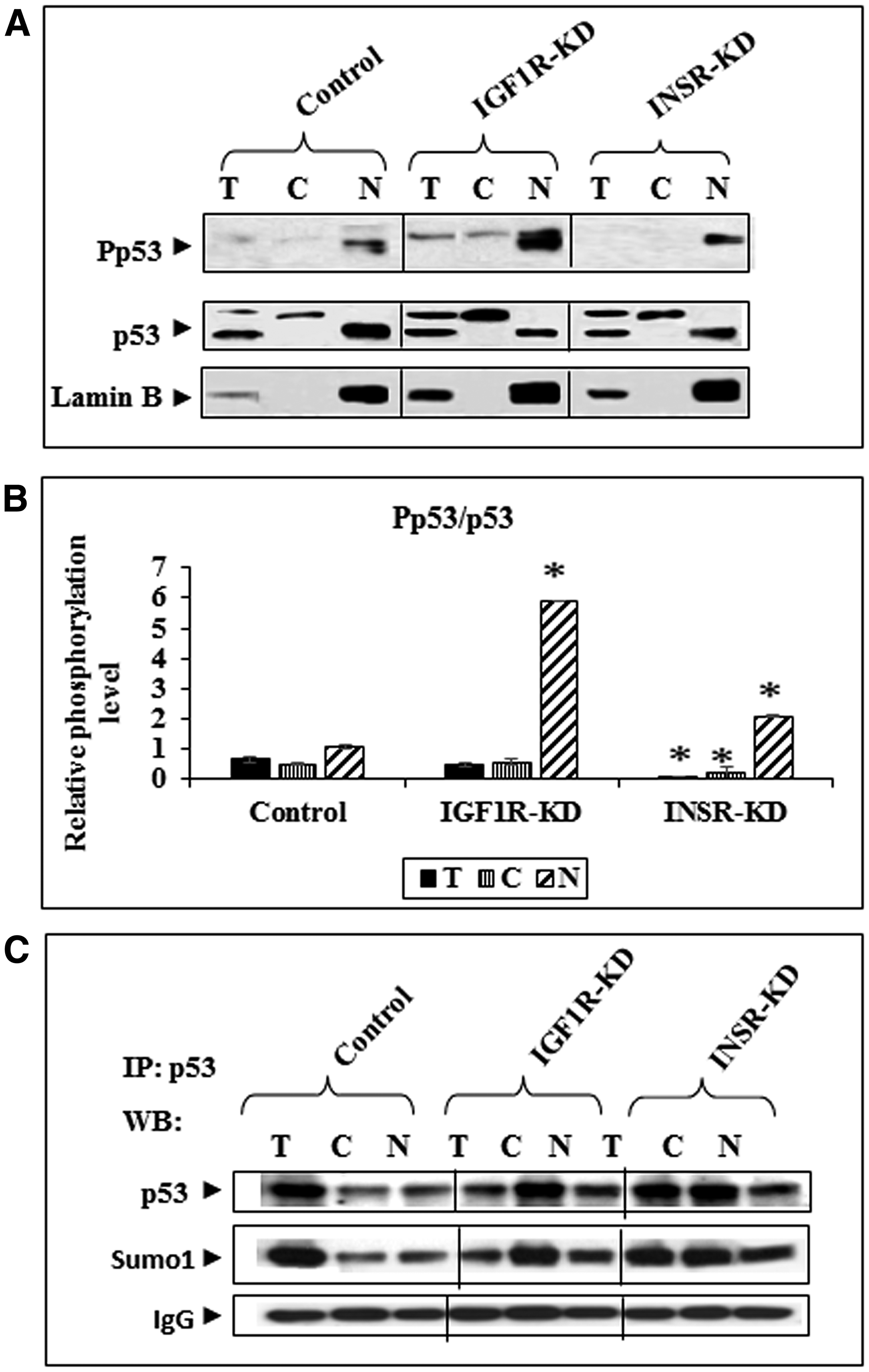 Western blot analysis of total and phospho-p53 in IGF1R-KD and INSR-KD cells