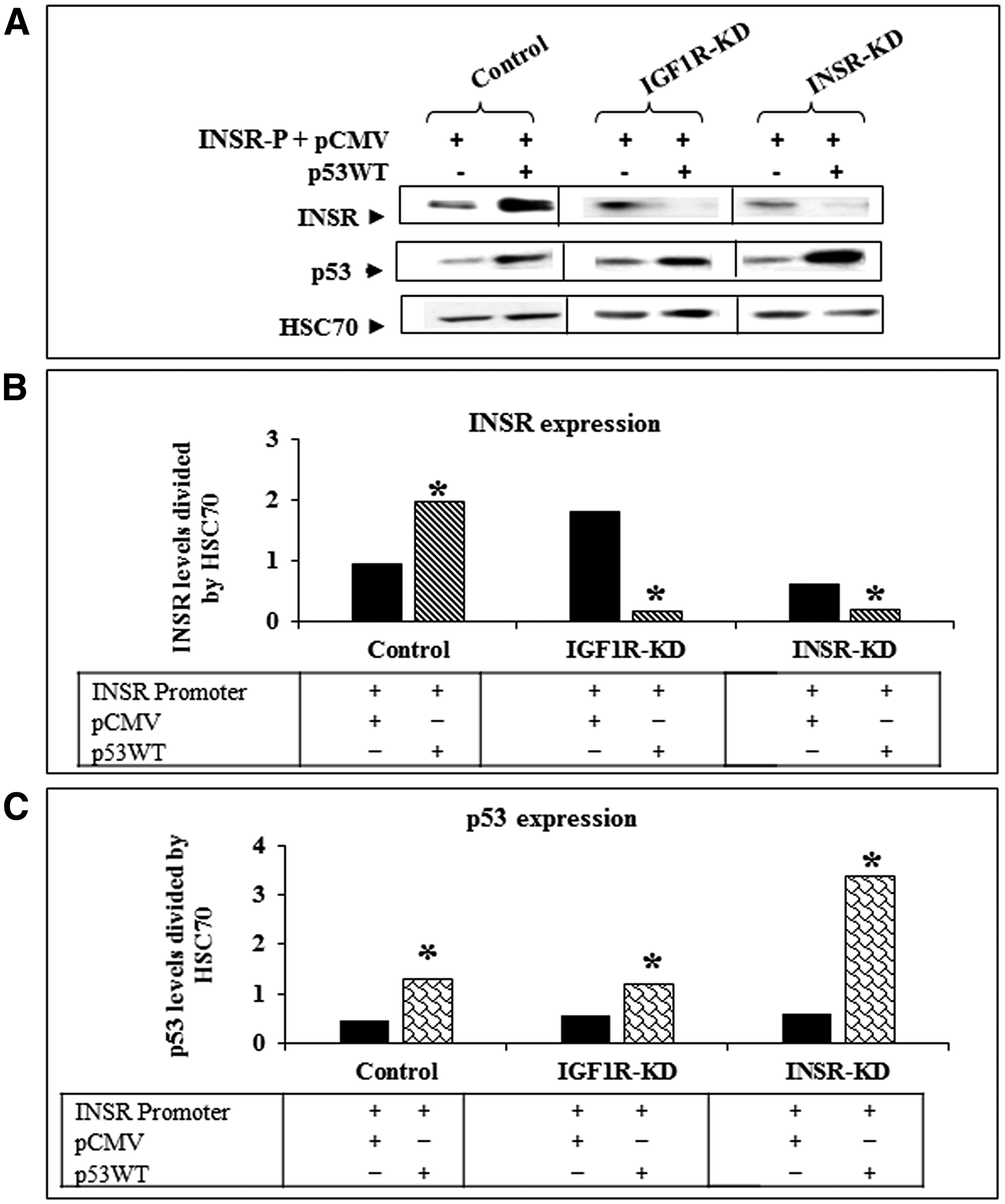 Effect of wild-type p53 transfection on INSR protein expression