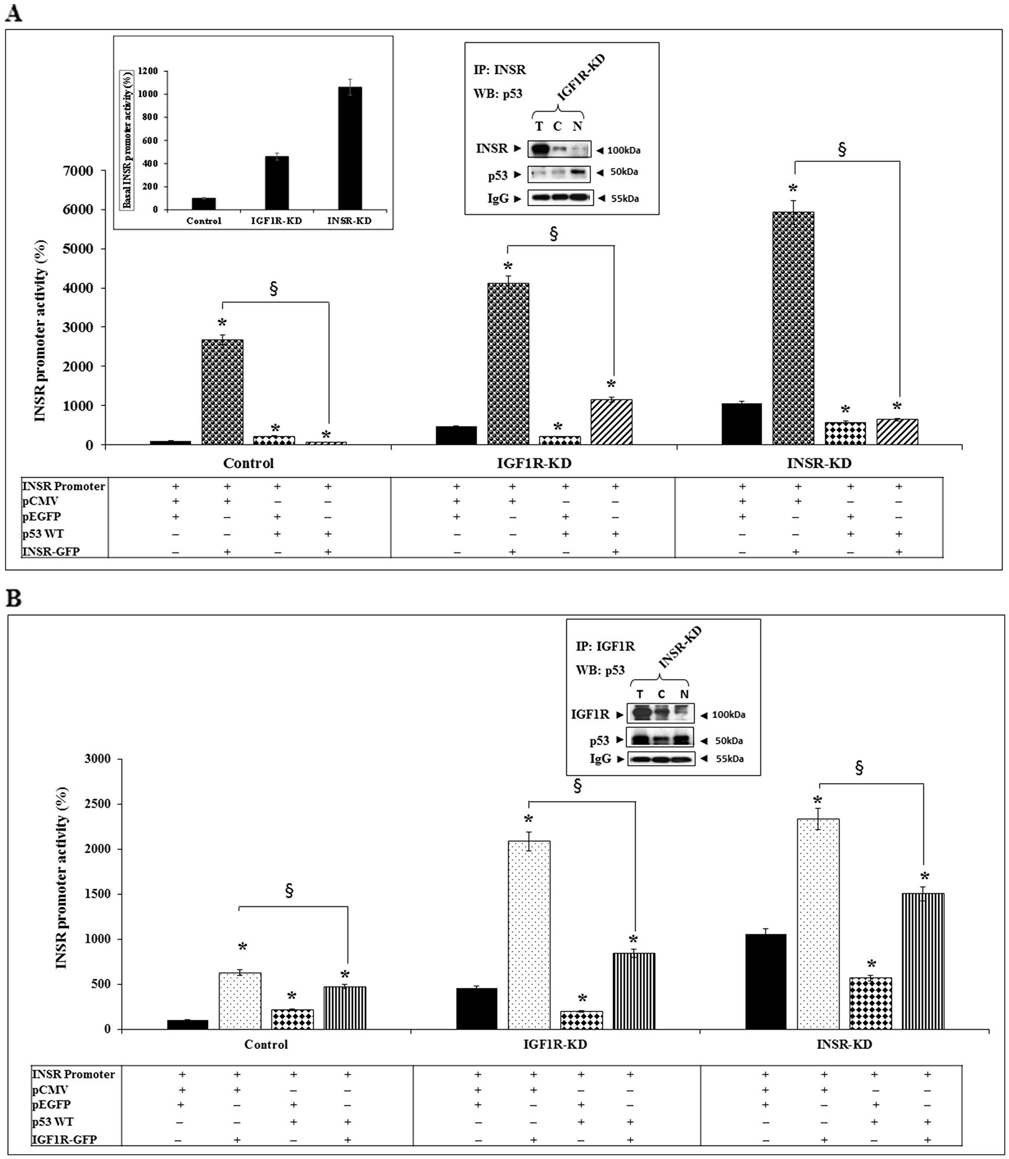 Functional interactions between INSR/IGF1R and p53 in regulation of INSR promoter activity