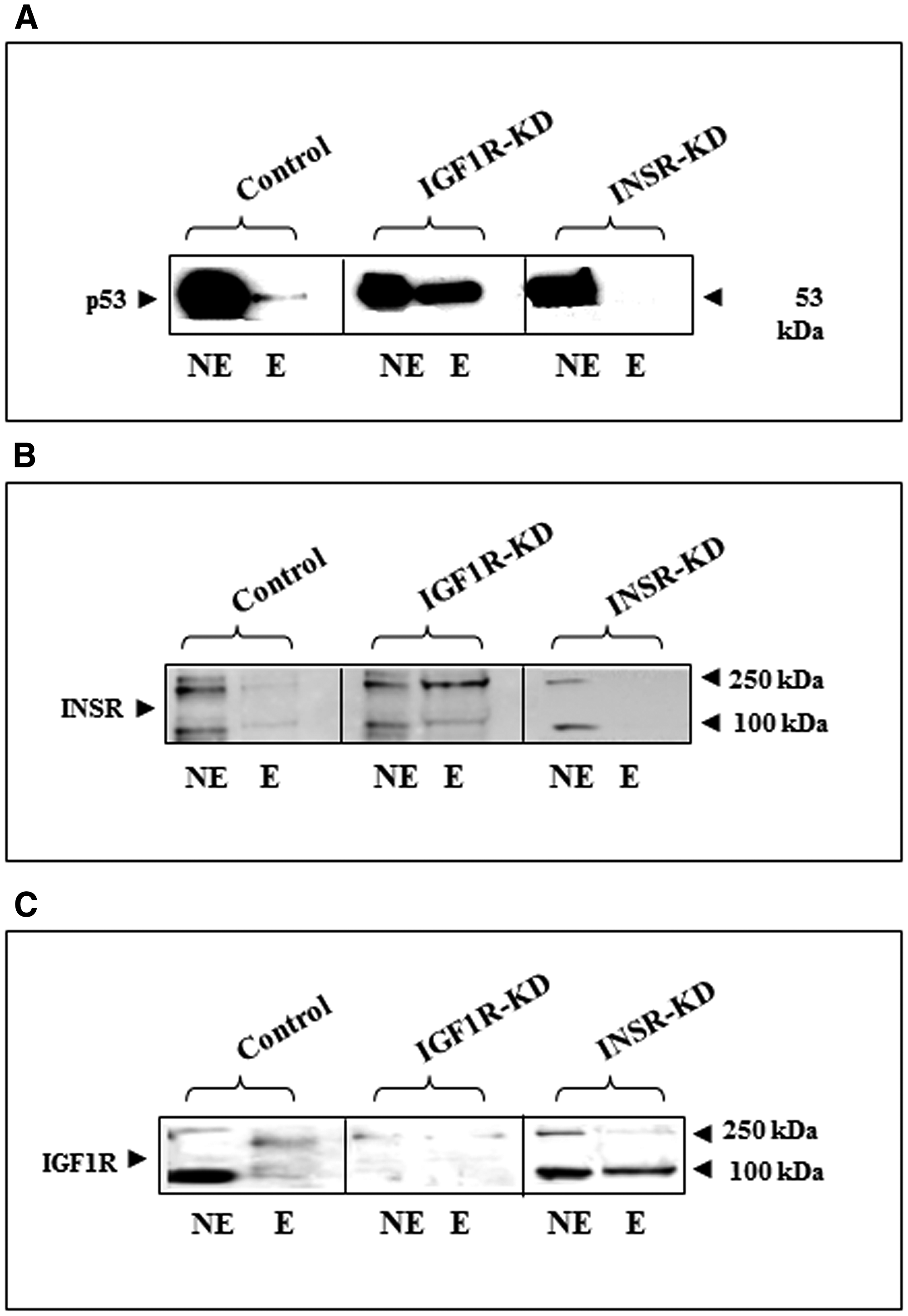 Physical interactions between p53, INSR/IGF1R and the INSR promoter region