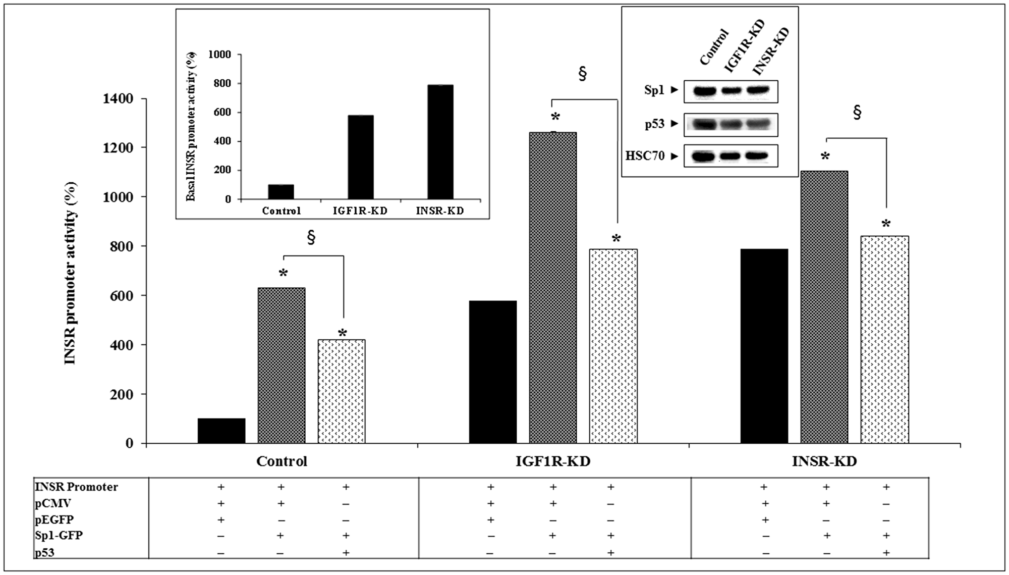 Effect of Sp1 on INSR promoter activity