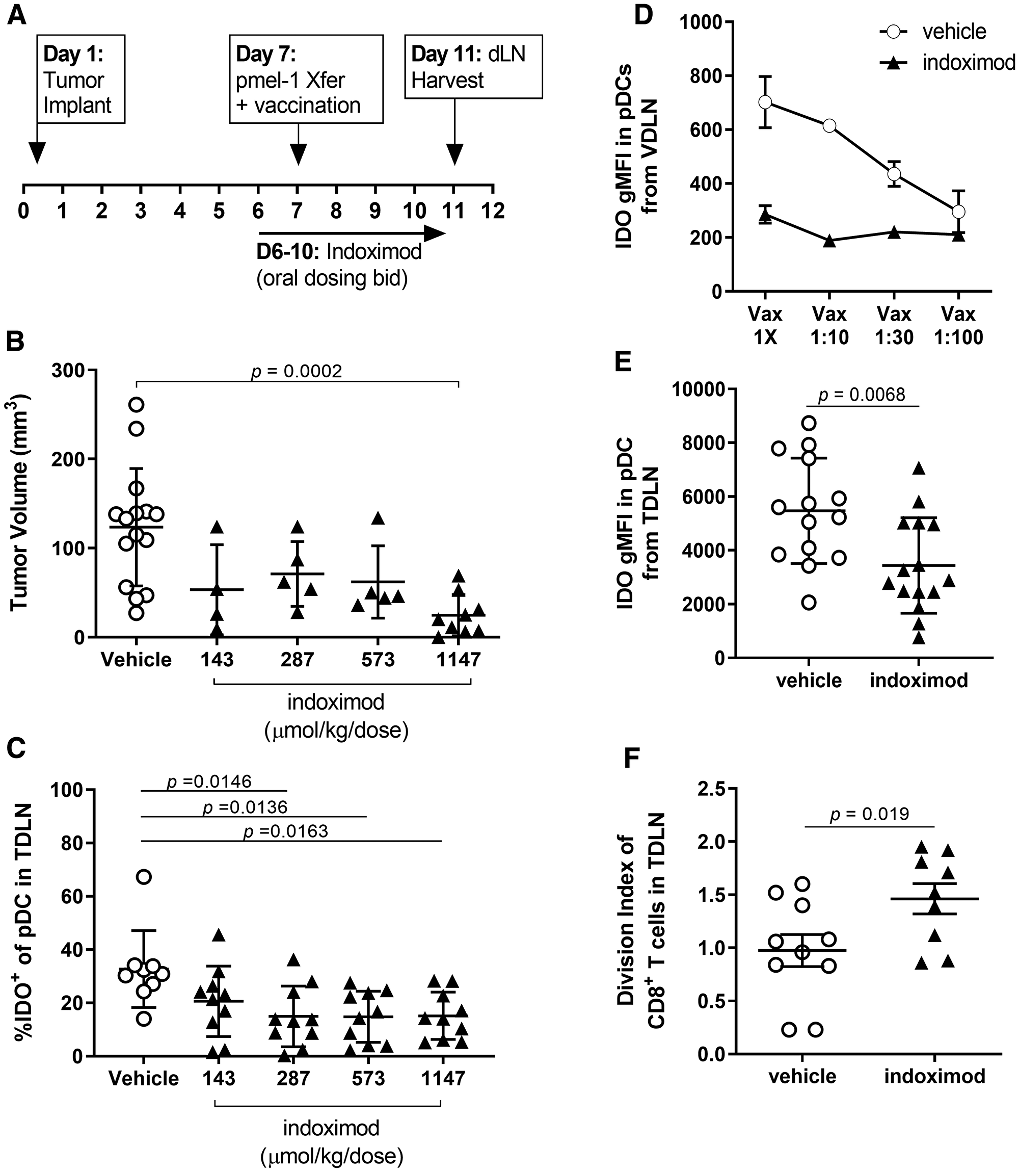 Indoximod downregulates IDO protein expression in pDCs from TDLN and VDLN (A) Schematic overview of experimental design. Immunotherapy of established B16F10 melanoma consisted of the adoptive transfer of pmel-1 T cells and gp100/CpG vaccination plus escalating doses of indoximod administered BID by oral gavage. (B) Antitumor response as function of indoximod dose, on day 11 after tumor implant. Statistical significance was determined using ANOVA (overall significance p = 0.0003) with follow up Dunnett’s multiple comparisons test comparing each dosing group against the vehicle plus vaccine (VAX) control group (*p = 0.0002). (C) frequency of IDO+ pDC among total pDC in the tumor-draining lymph node of mice treated with the various doses of indoximod. Statistical significance was determined using ANOVA (overall significance p = 0.0068) with follow up Tukey’s multiple comparisons test comparing each dosing group against the vehicle control group. (D) Tumor-bearing mice were treated with adoptive transfer of tumor-specific T cells plus vaccination on day 7 post-tumor-implantation. Strength of vaccination (dilution factor of vaccine) is plotted on the x-axis. Vaccine-draining lymph nodes (popliteal LN) were harvested on day 11 post-tumor-implantation. Data represent average gMFI of IDO staining in the pDC population (defined as the CD317+CD11c+ cells) in the VDLN on Day 11 after tumor implantation. Points represent mean values (+/− standard deviation) of n = 3 mice in each vaccination group. (E) Effect of indoximod treatment on the expression of IDO by pDCs. Data represent the gMFI of IDO in the pDC population defined as the CD317+CD11c+ cells harvested from the TDLN of each animal on day 11. (F) Effect of indoximod treatment of mice on proliferation of dye-labeled pmel-1 CD8+ T cells harvested from TDLN. Data represent the average number of divisions by a tumor-specific T cell (identified as CD8+CD90.1+).