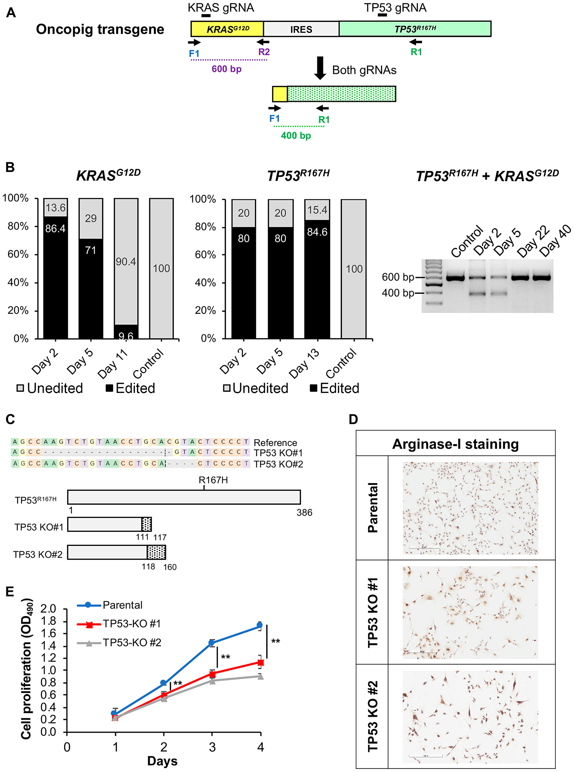 CRISPR/Cas9-mediated disruption of Oncopig KRASG12D and TP53R167H transgenes