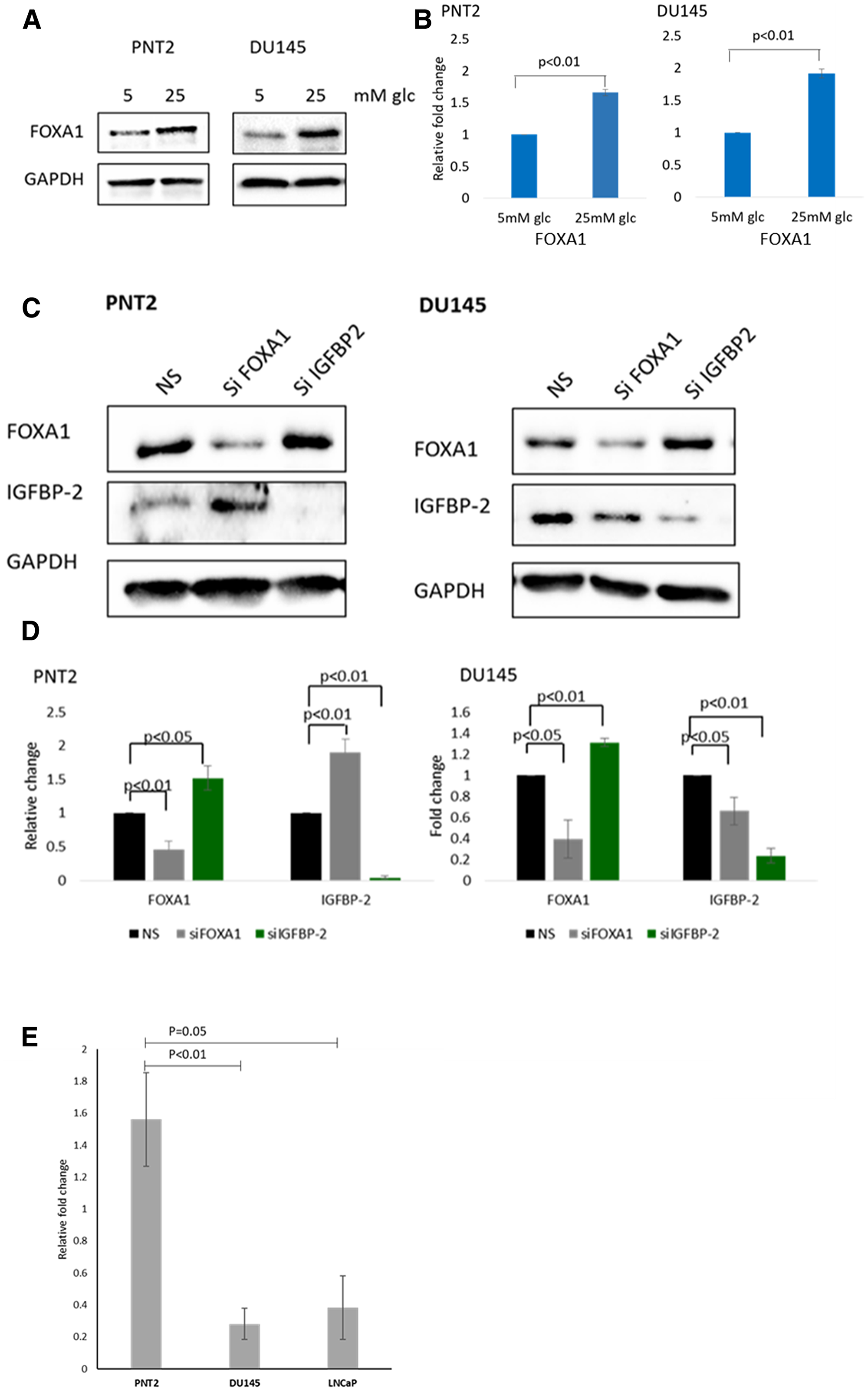 Association between IGFBP-2 and FOXA1