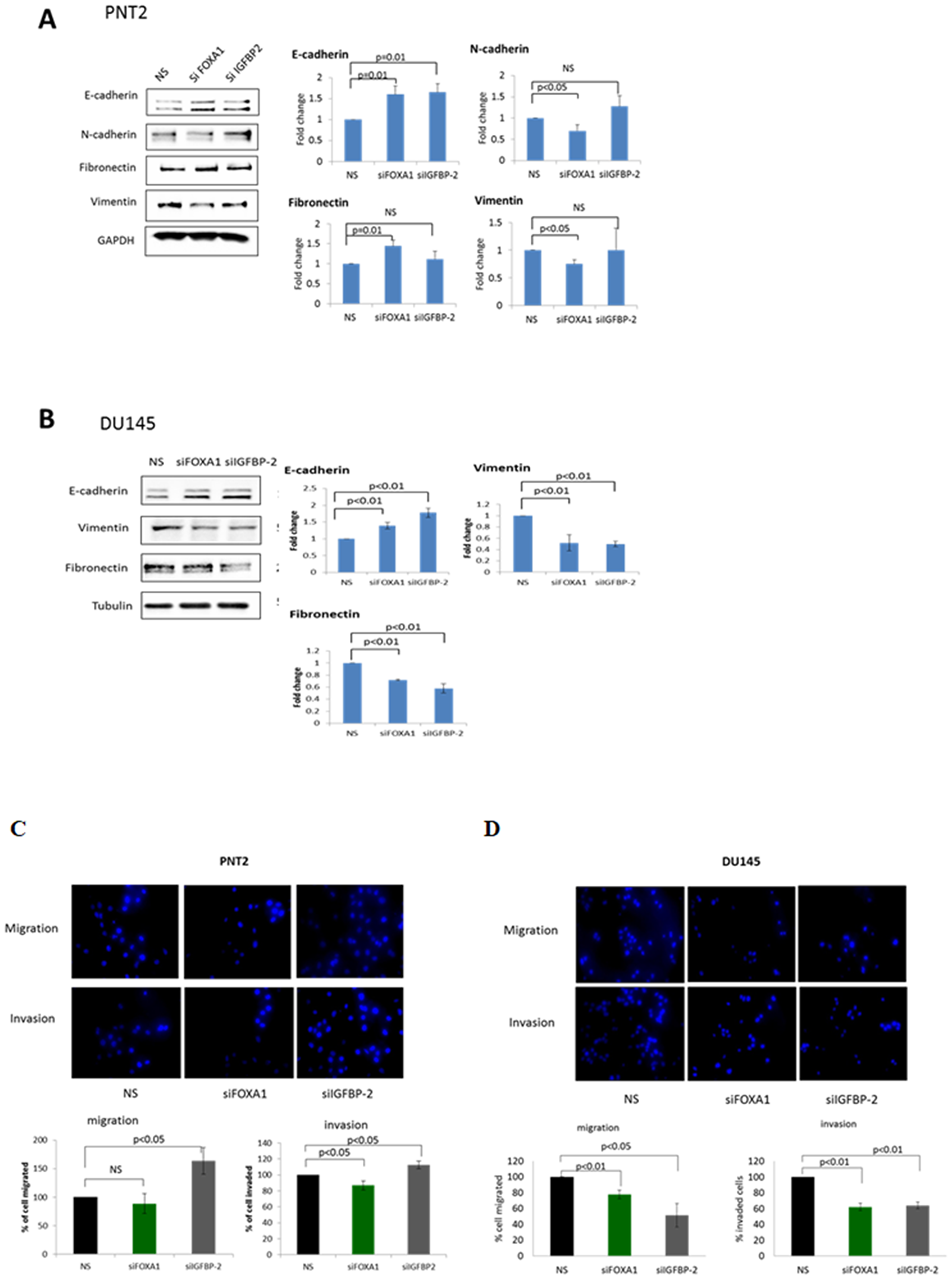 A role for FOXA1/IGFBP-2 in high glucose-induced EMT Western blots images showing the effect of stable knock down of FOXA1 and IGFBP-2 on EMT in (A) PNT2 and (B) DU145 cells. Graphs represent the western blots images and show the optical densities of the blots quantitated using image J and normalised to GAPDH/Tubulin. The data are expressed as fold changes relative to control (non-silencing). (C), (D) The effect of stable knock down of FOXA1 and IGFBP-2 on migration and invasion of PNT2 and DU145 cell using transwell migration/invasion assay. FOXA1 and IGFBP-2 were knocked down in PNT2 and DU145 cells for 72 hours, trypsinised, counted and plated in the upper chamber of the inserts. After 17 h, cells in the insert (non-migrated cells) were eliminated by scraping and migrated cells were stained with 4’,6-diamidino-2-phenylindole (DAPI) and counted under flourescence microscope. Graphs below each image show the percentage of cells migrated and invaded relative to control (non silencing). All results shown are representative of three independent experiments. Data are represented as mean±SEM. Significant value observed as p $!--ESC