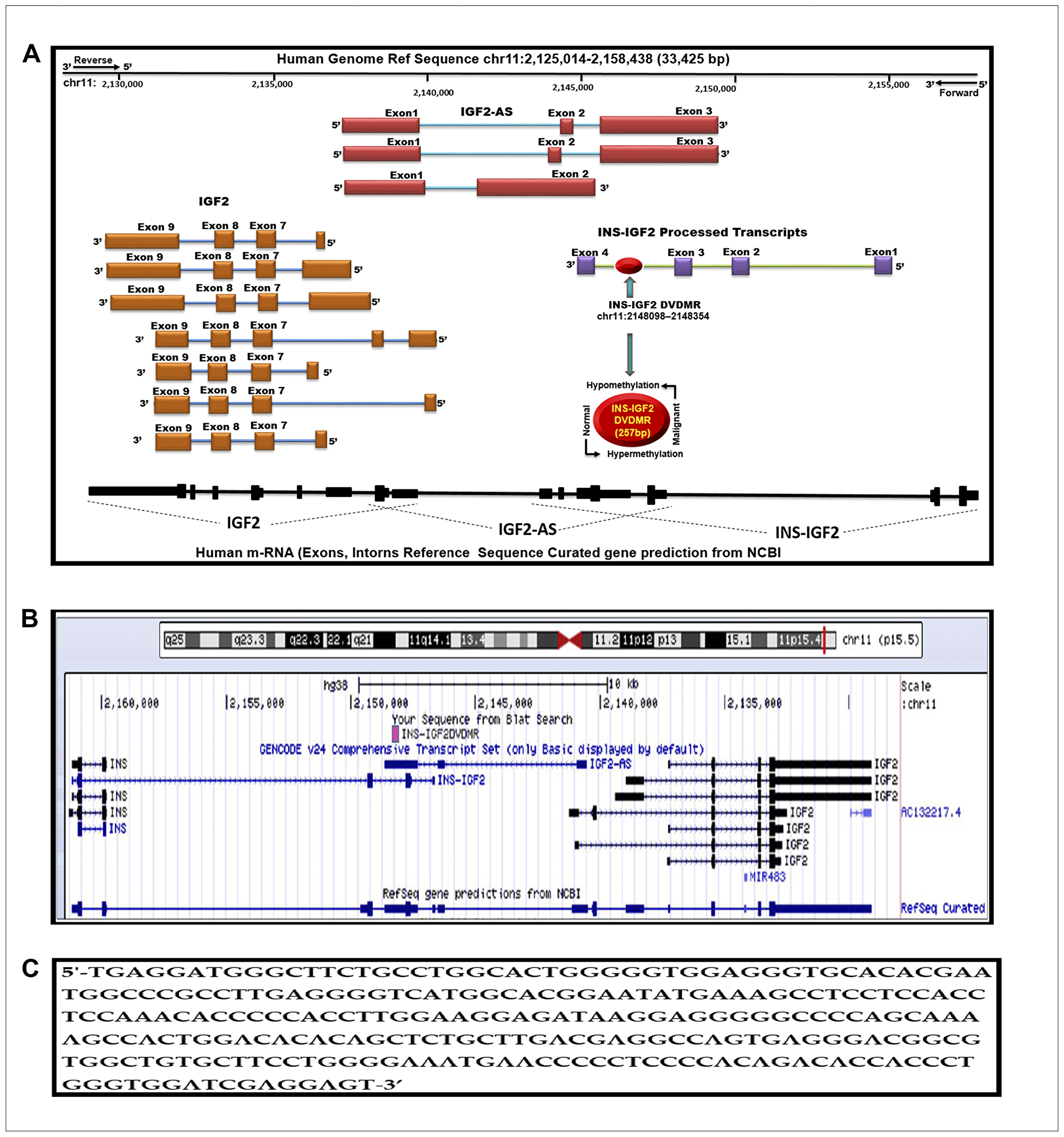 Schematic diagram of the human IGF2 gene structure