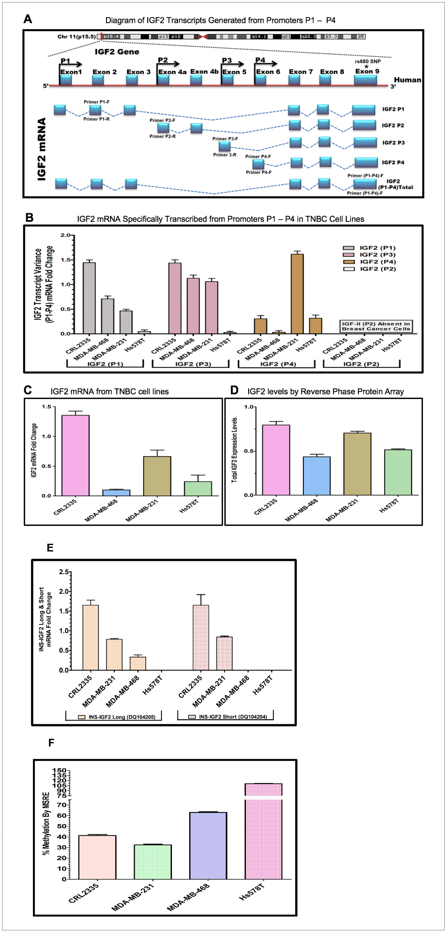 (A–D) Diagram and bar graphs of the IGF2 gene structure and transcript variance in TNBC cell lines. (A) Diagram showing specific transcripts generated from P1-P4 promoters (modified from references 30, 33). Arrows in P1-P4 promoters indicate the position of the forward and reverse primers designed using intron spanning assay. Capturing of Exon 9 measures the total IGF2 mRNA while the specific designed primers (P1-P4 forward and reverse) accurately measures IGF2 transcripts generated from P1-P4. (B) Shows the specific P1-P4 promoter transcript variance differentially expressed in breast cancer (BC) cell lines; (C) Represents total endogenous IGF2 mRNA fold change expressed in breast cancer cell lines, using QPCR. (D) Bar graph represents the levels of IGF2 protein being expressed in breast cancer cells assessed by Reverse Phase Protein Array (RPPA). (E, F) Diagram and bar graphs of the INS-IGF2 Transcript Variants (Long and Short). Fig 2E Bar graphs represents the INS-IGF2 Long (DQ104205) and Short (DQ104204) mRNA fold change expressed in African American (AA) and Caucasian (CA) TNBC Cells. Fig 2F. Bar Graph represents the % methylation by Methyl sensitive restriction enzyme assay (MSRE) of newly identified DVDMR region in TNBC cell lines measured using qPCR.