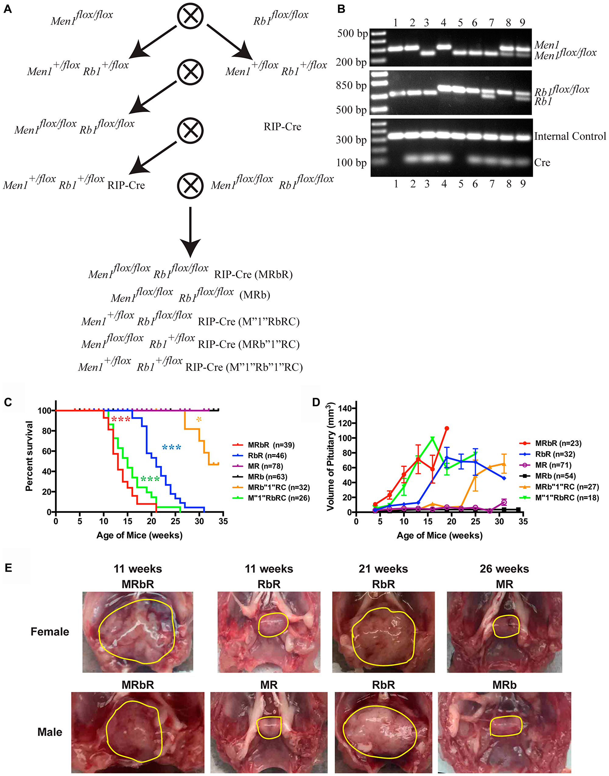 Concomitant loss of Men1 and Rb1 decreased survival and accelerated PitNET development in MRbR mice