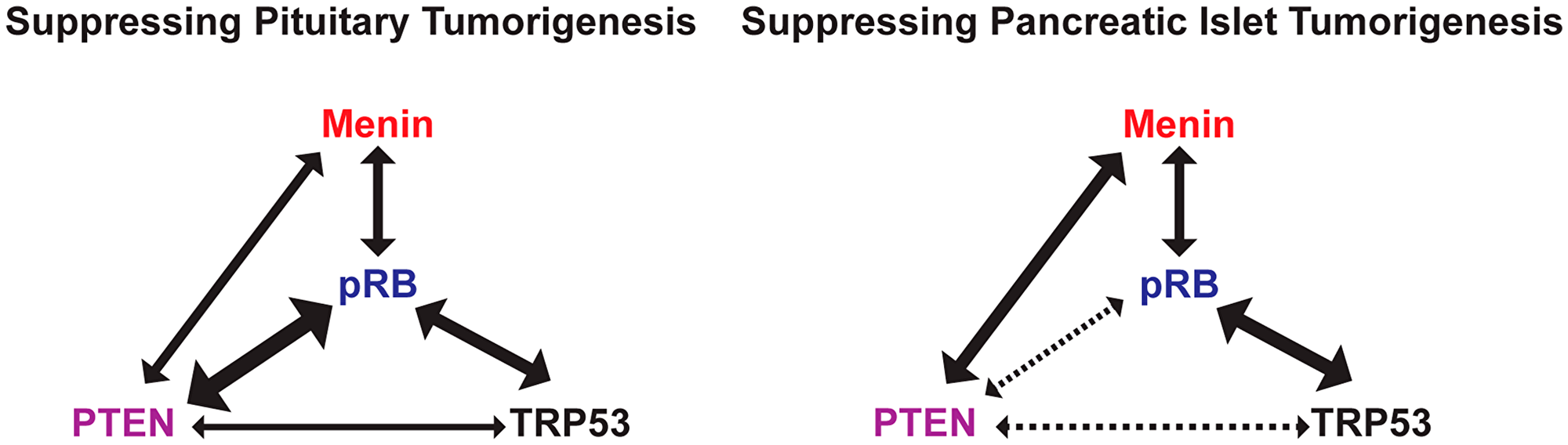 Genetic interactions between TSGs in suppressing pituitary and pancreatic islet tumorigenesis