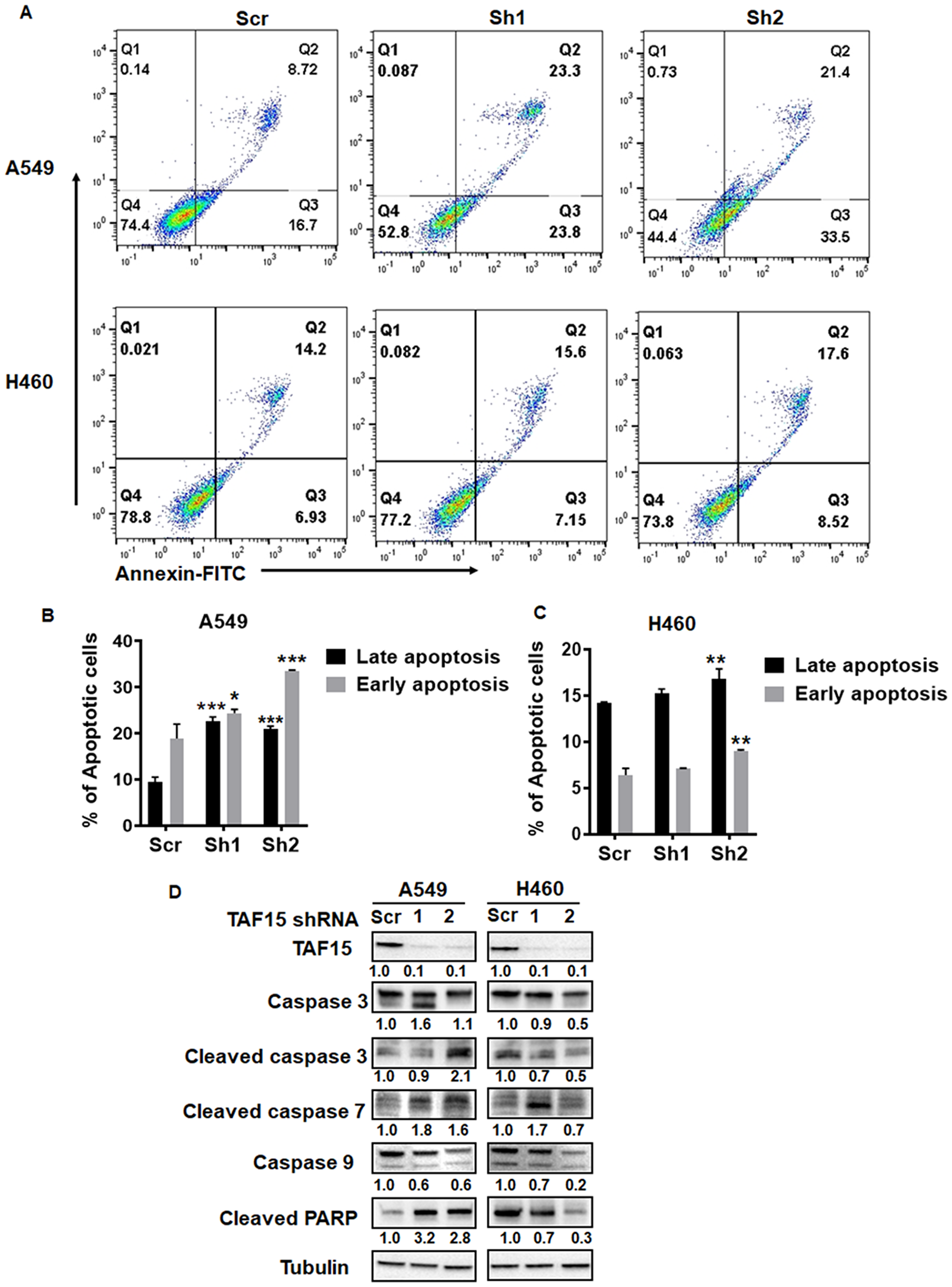 TAF15 silencing induces apoptosis in A549 and H460 cells