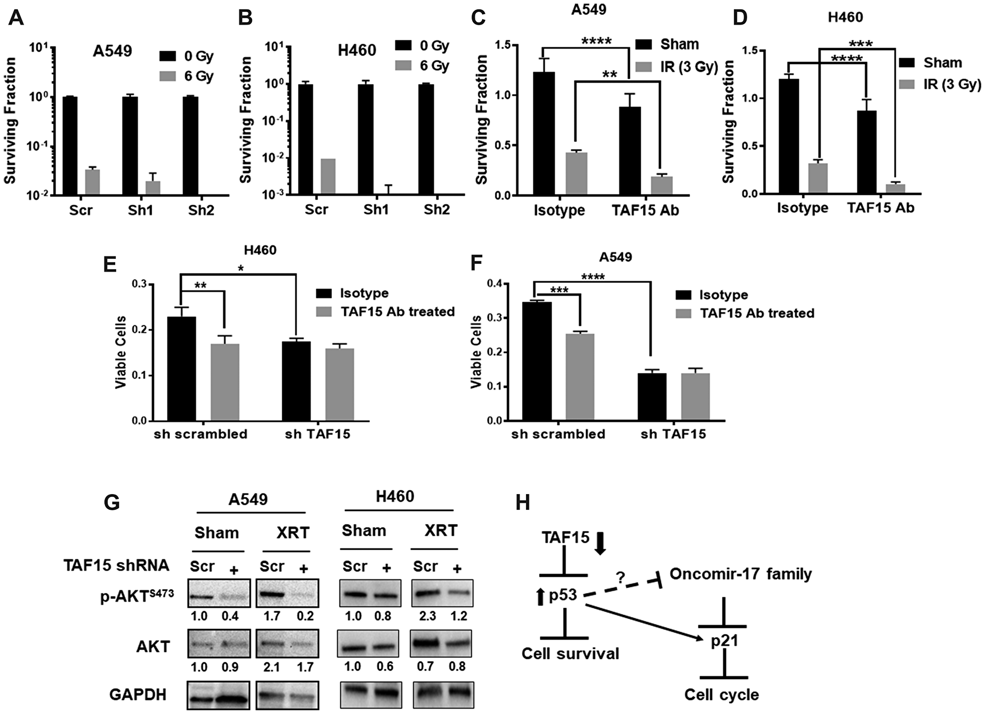 TAF15 silencing and anti-TAF15 antibody treatment sensitize NSCLC cells to radiation
